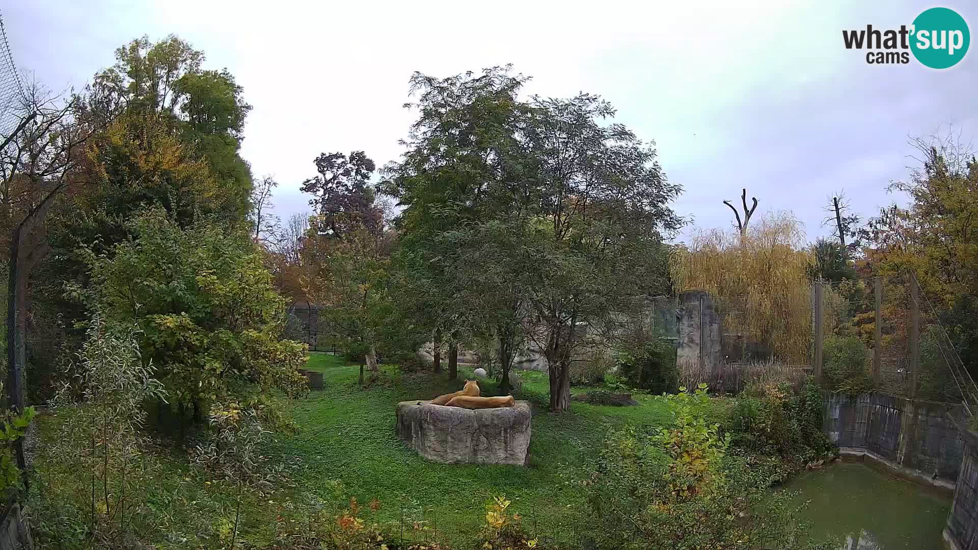 Zoo Zagreb – Leones