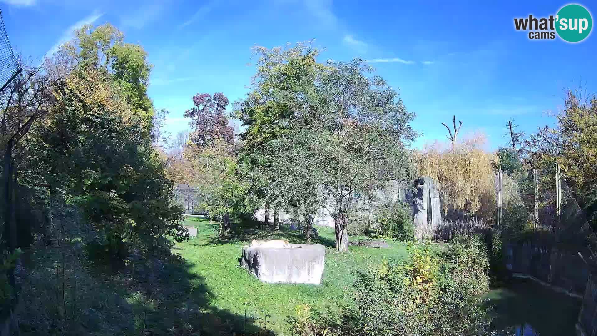 Zoo Zagreb – Lavovi