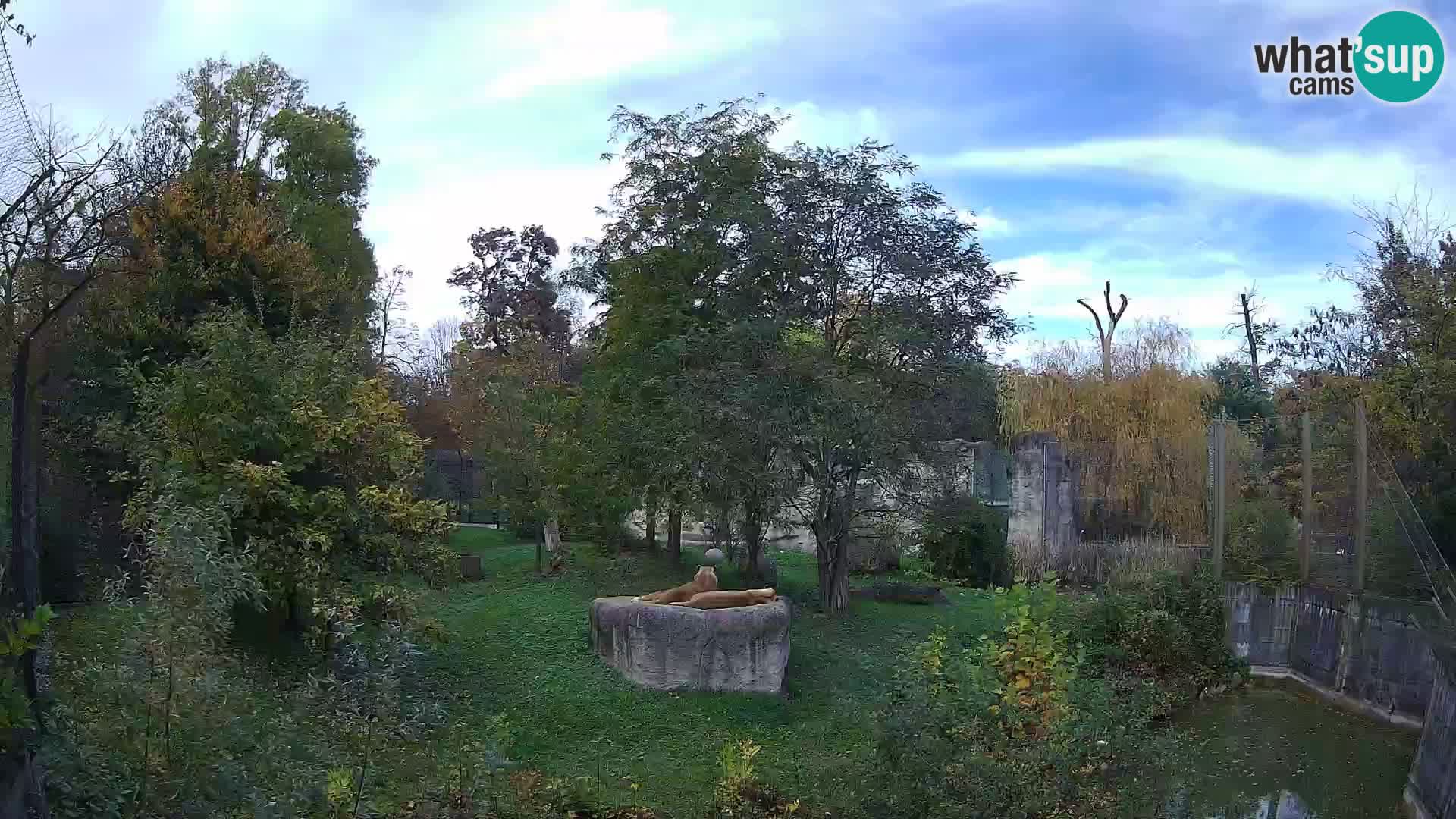 Zoo Zagreb – Lion