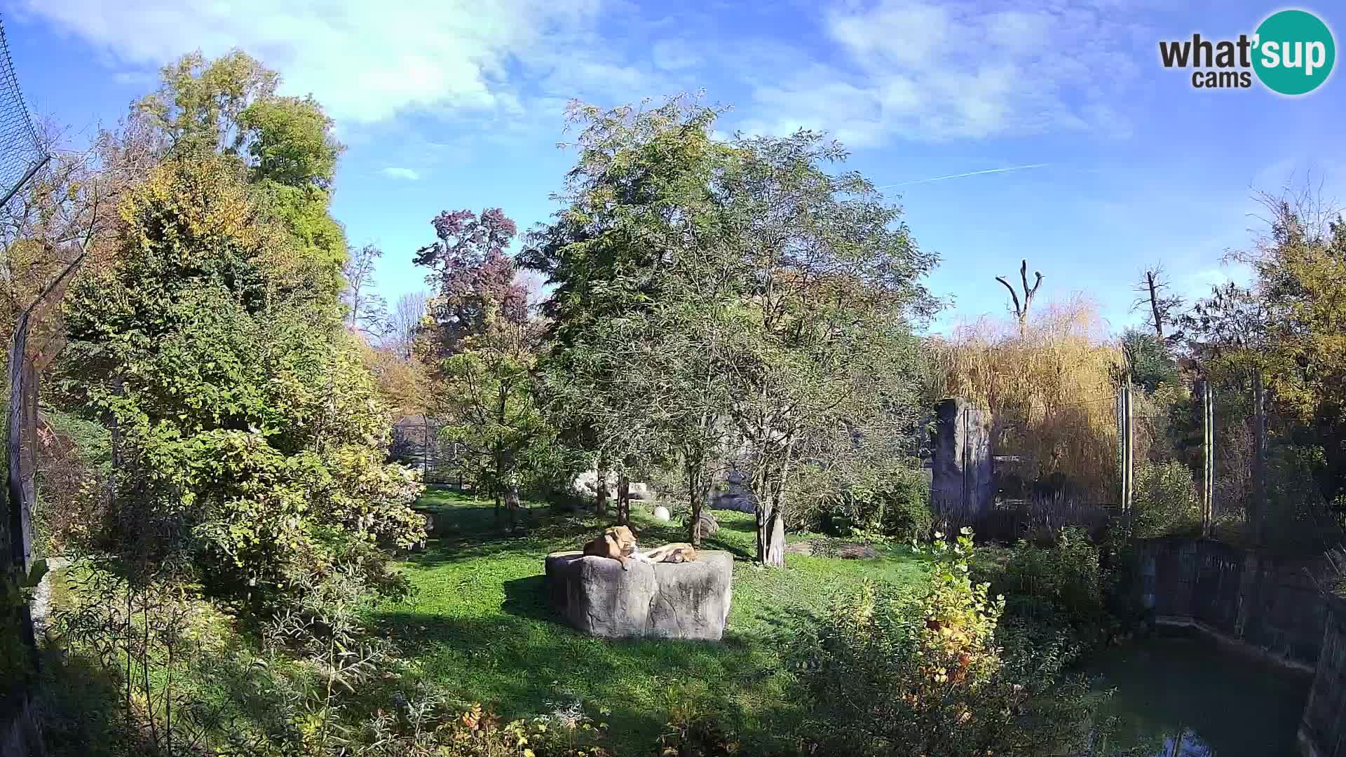Spletna kamera Zoo Zagreb – Levi