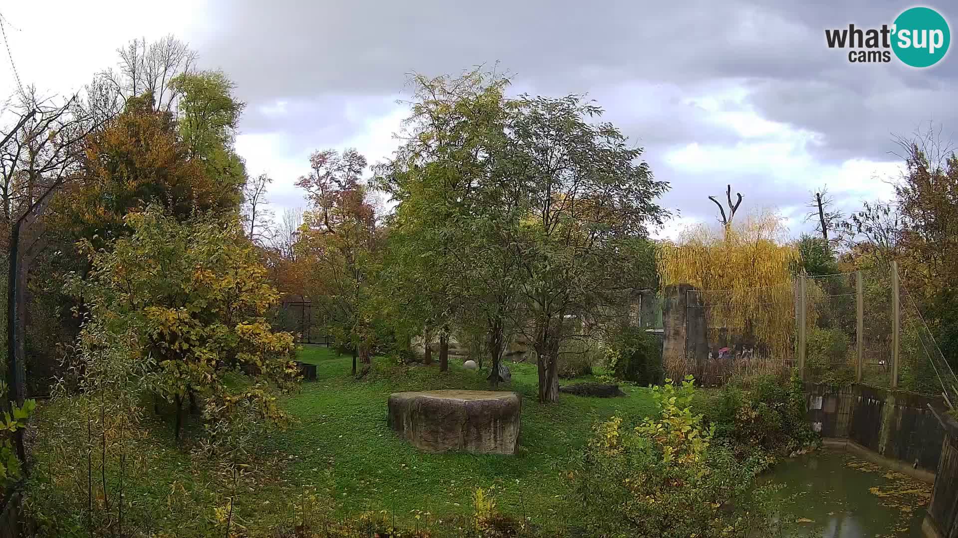 Zoo Zagreb – Lion