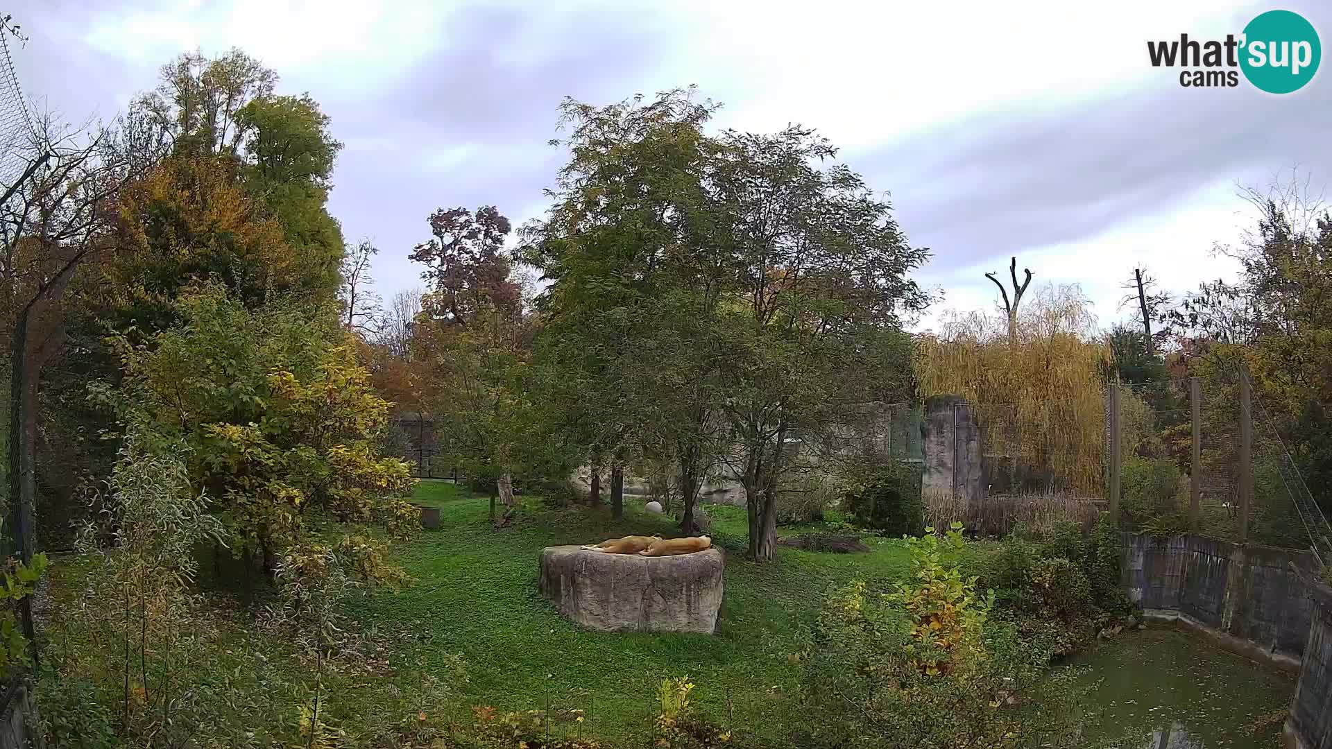 Zoo Zagreb – Leones