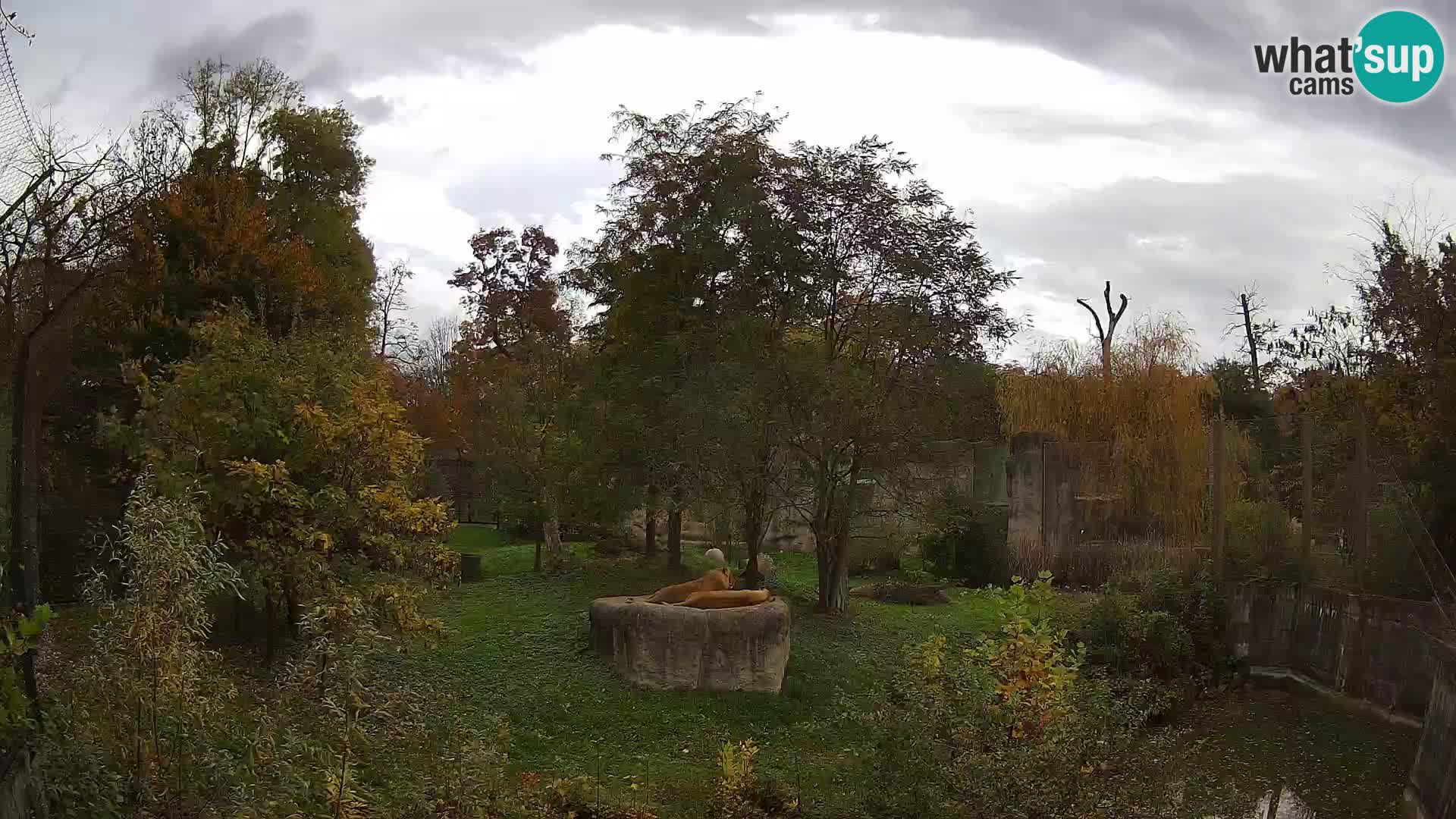 Zoo Zagreb – Lion