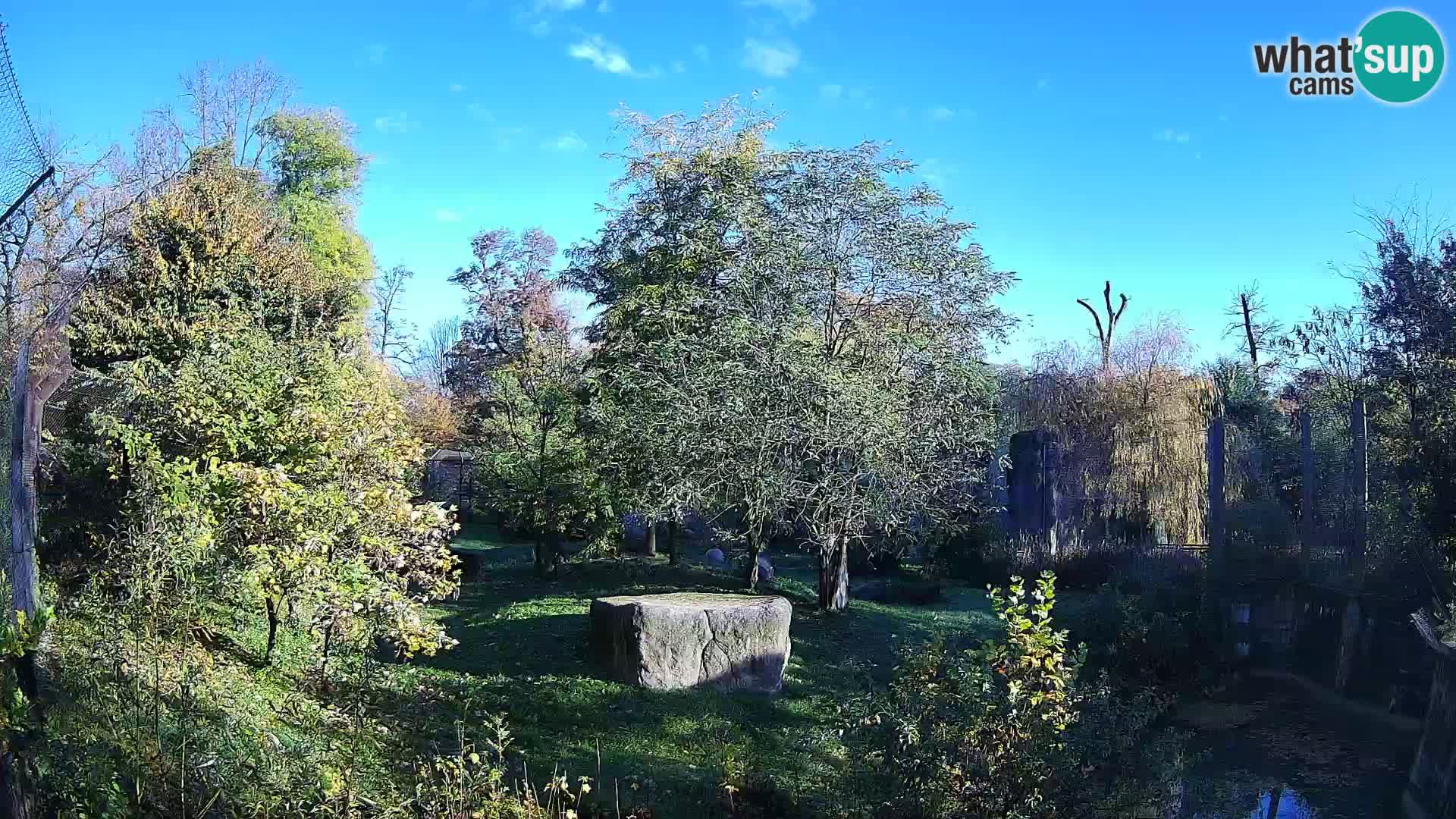 Zoo Zagreb – Lavovi