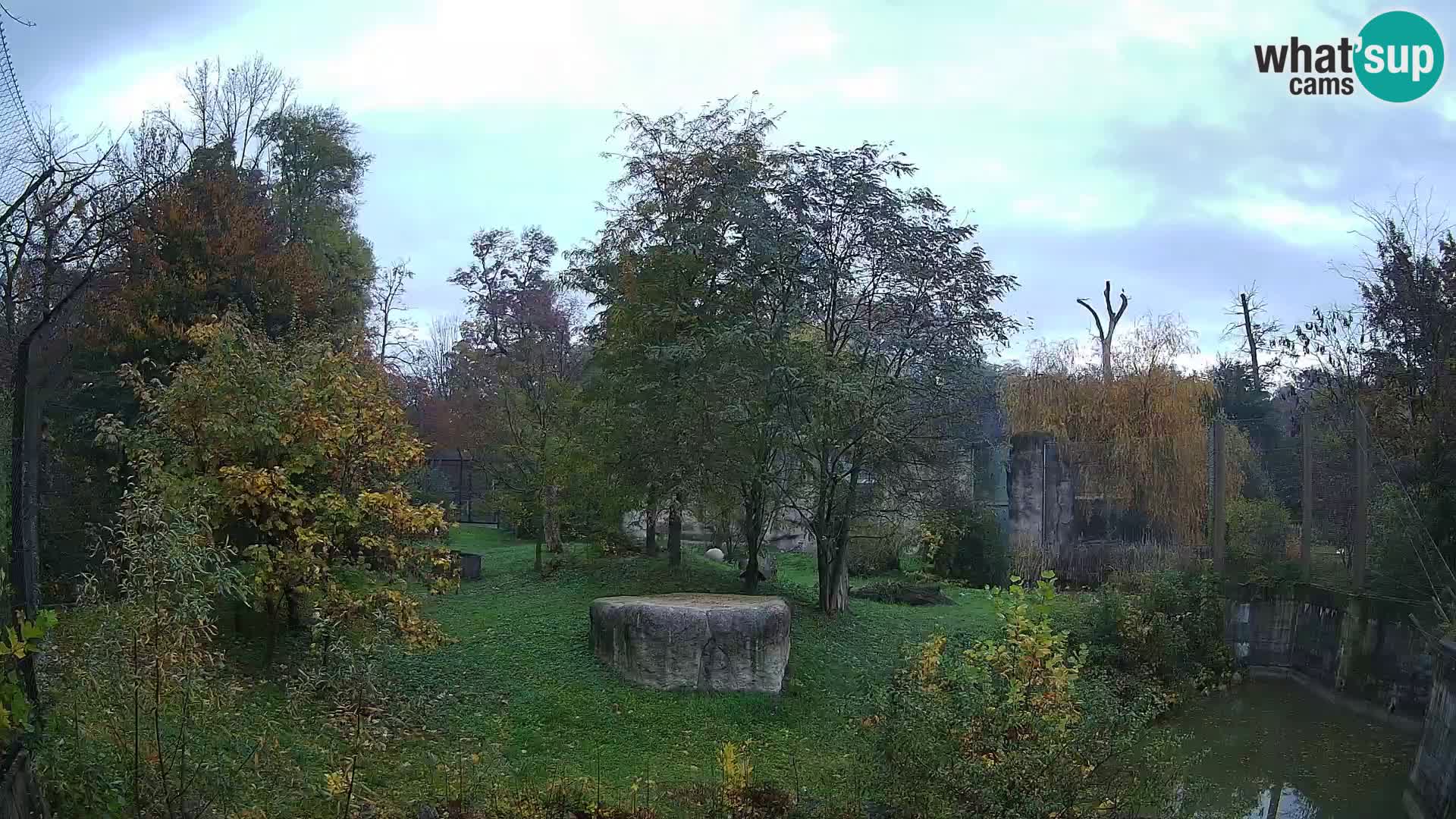 Zoo Zagreb – Lavovi