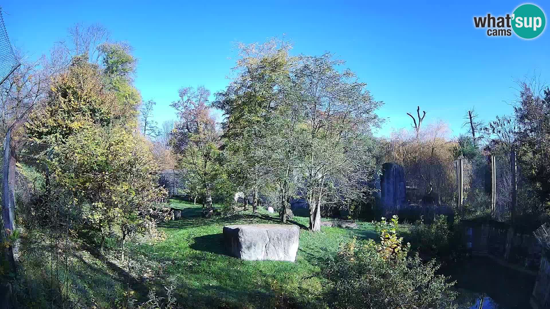 Zoo Zagreb – Löwen