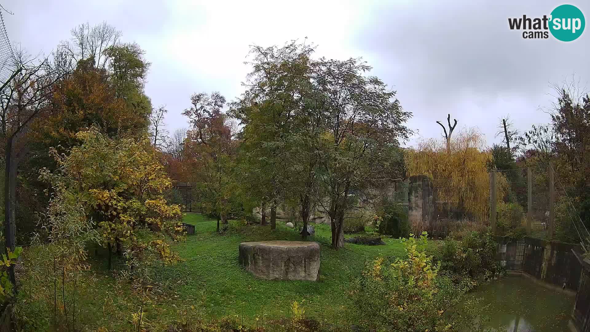 Zoo Zagreb – Lavovi