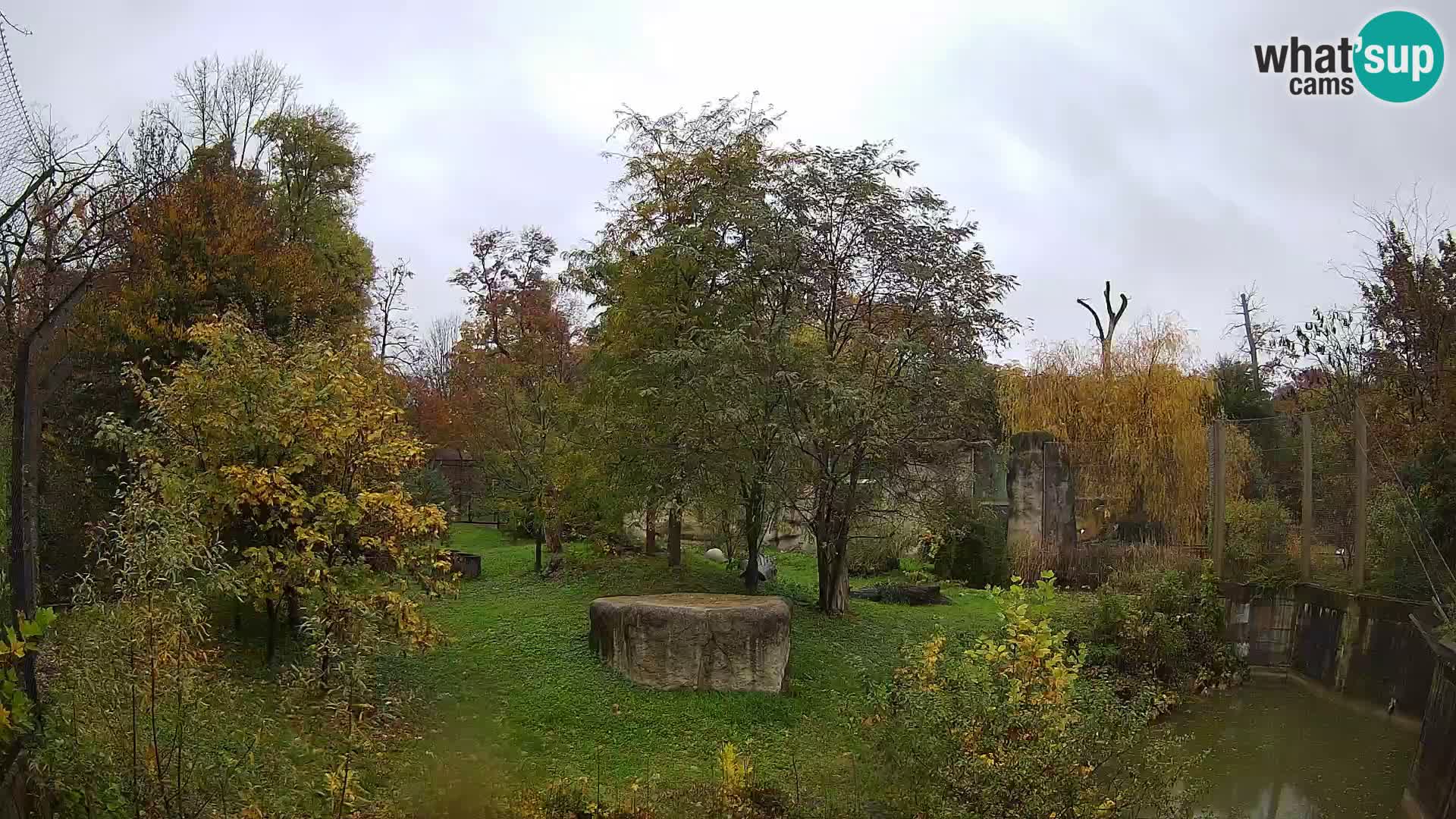Zoo Zagreb – Lavovi