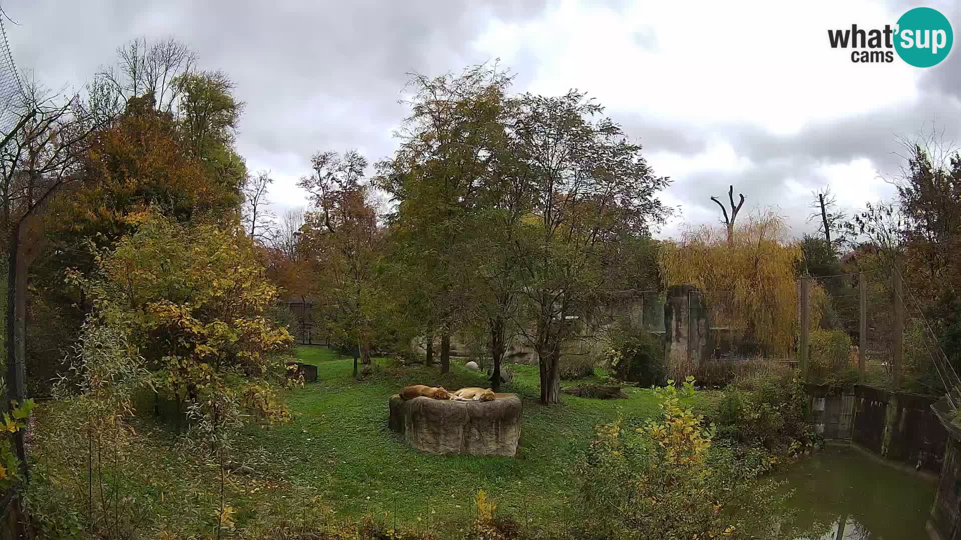 Zoo Zagreb – Löwen