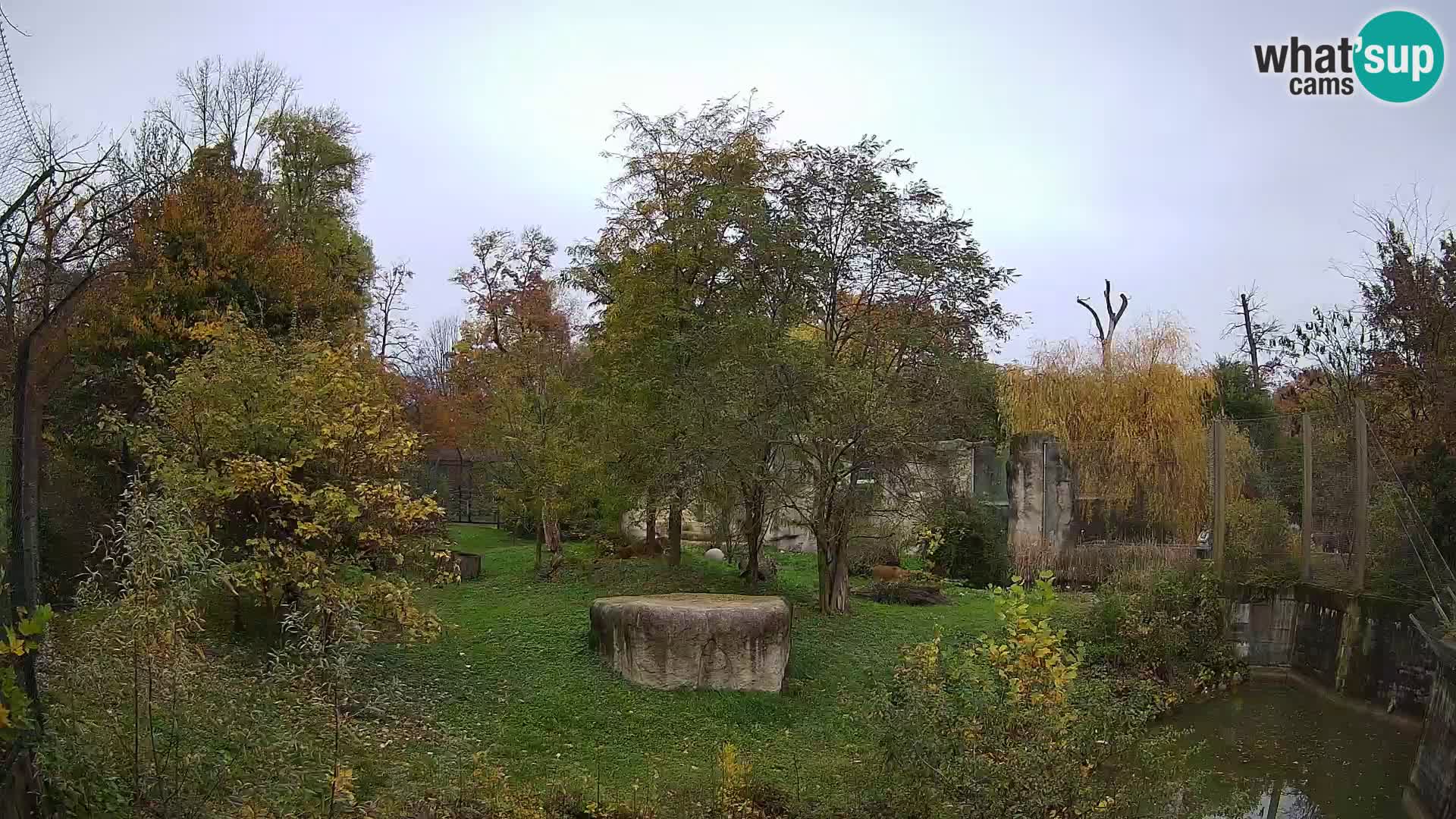 Zoo Zagreb – Löwen