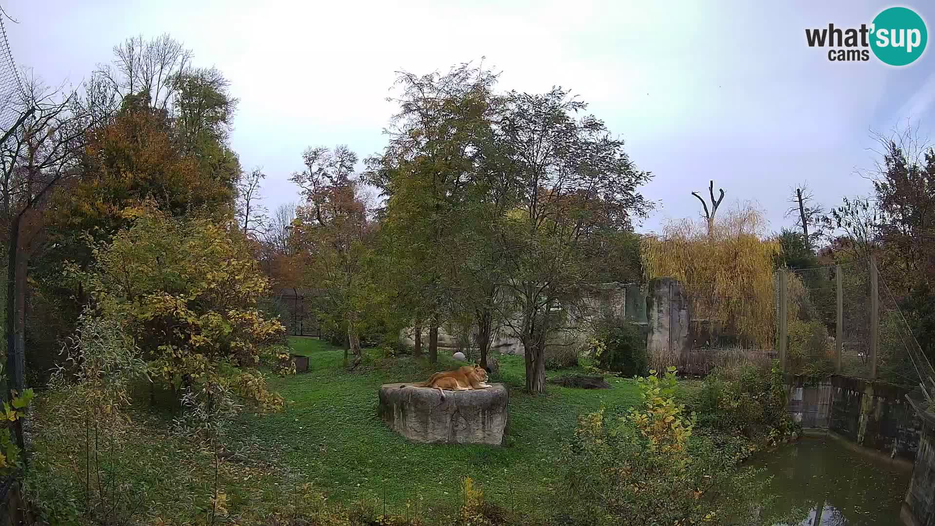 Spletna kamera Zoo Zagreb – Levi