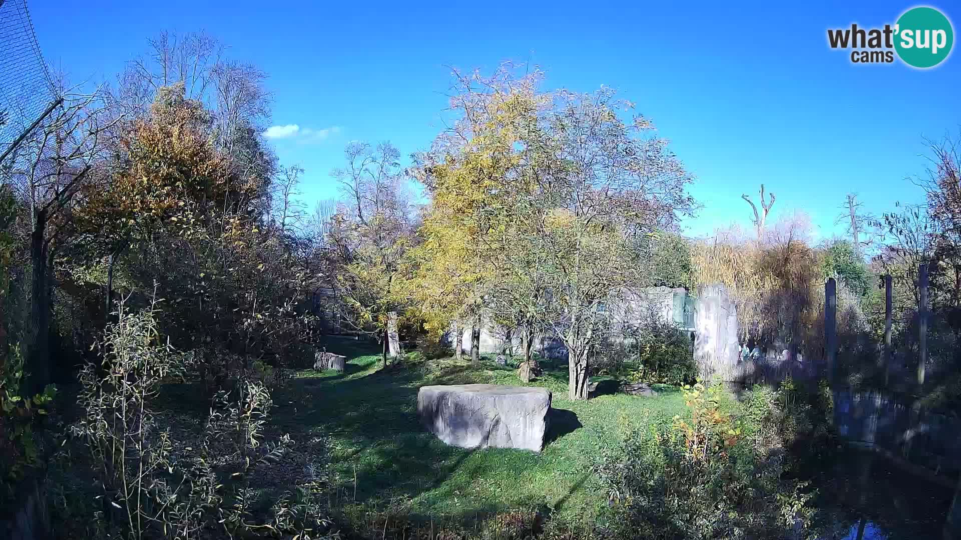 Zoo Zagreb – Leones