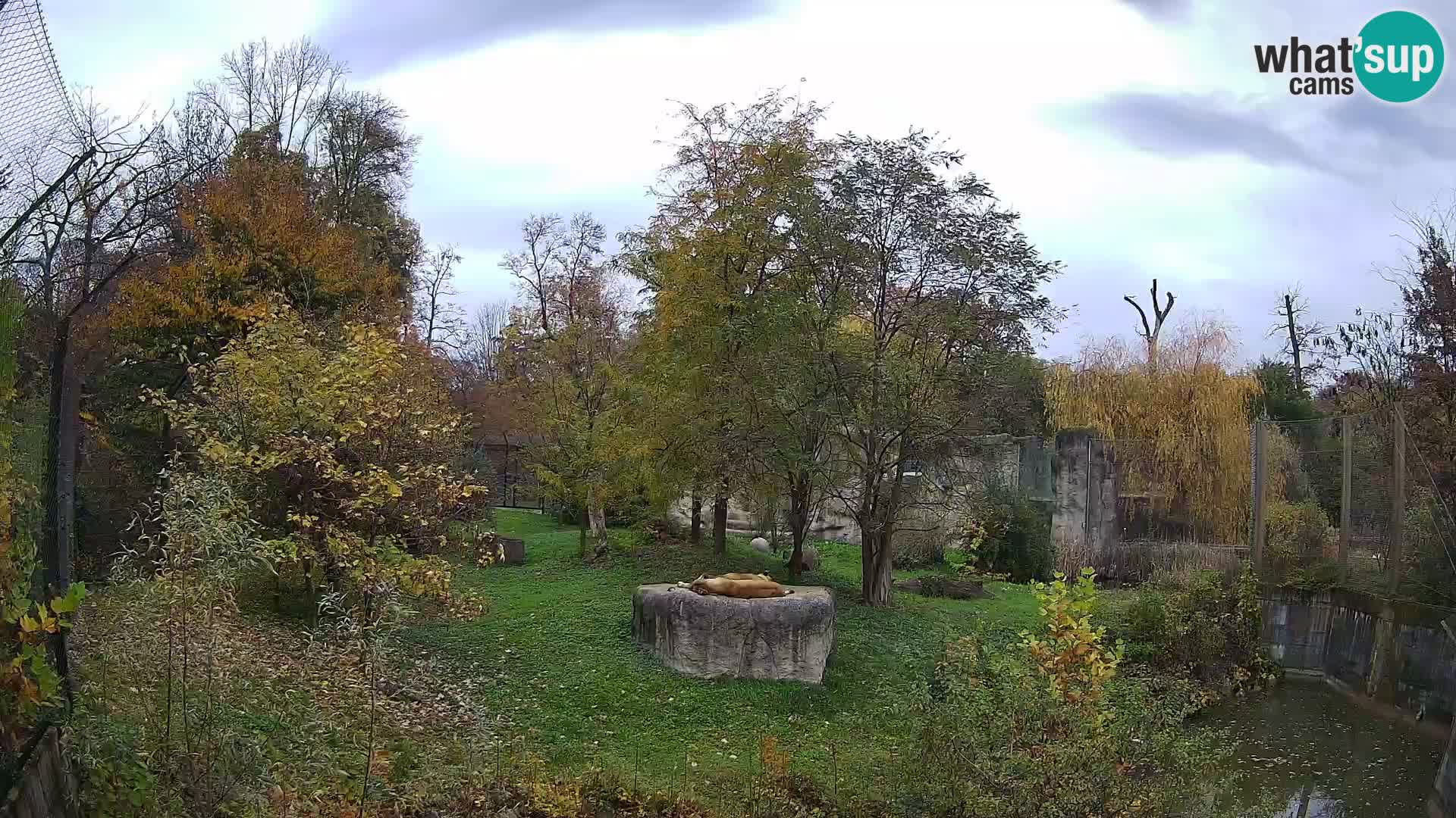 Zoo Zagreb – Lavovi
