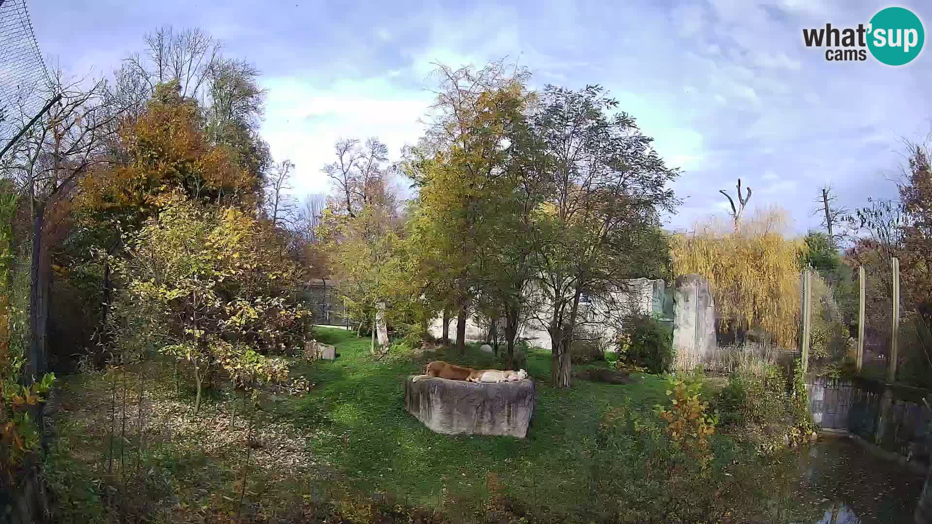 Zoo Zagreb – Lavovi