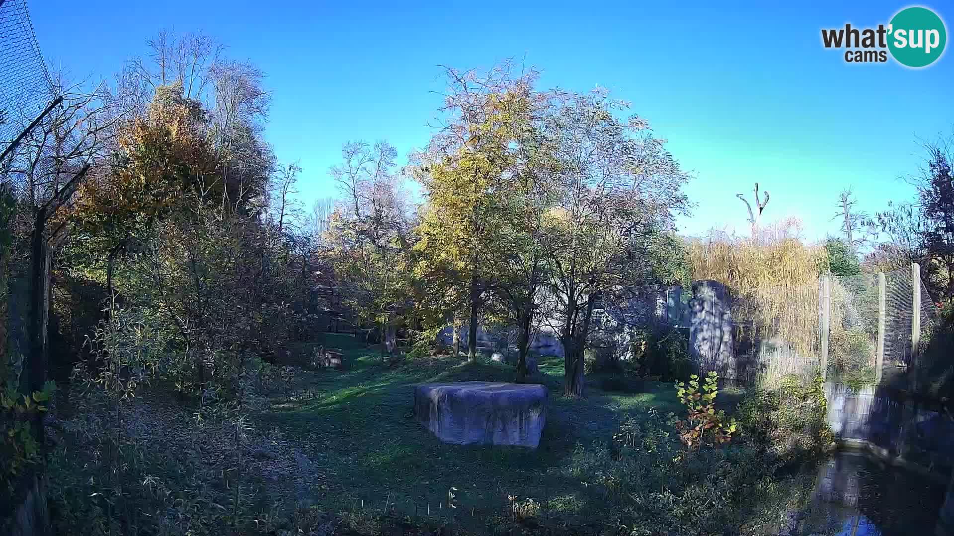 Zoo Zagreb – Leones