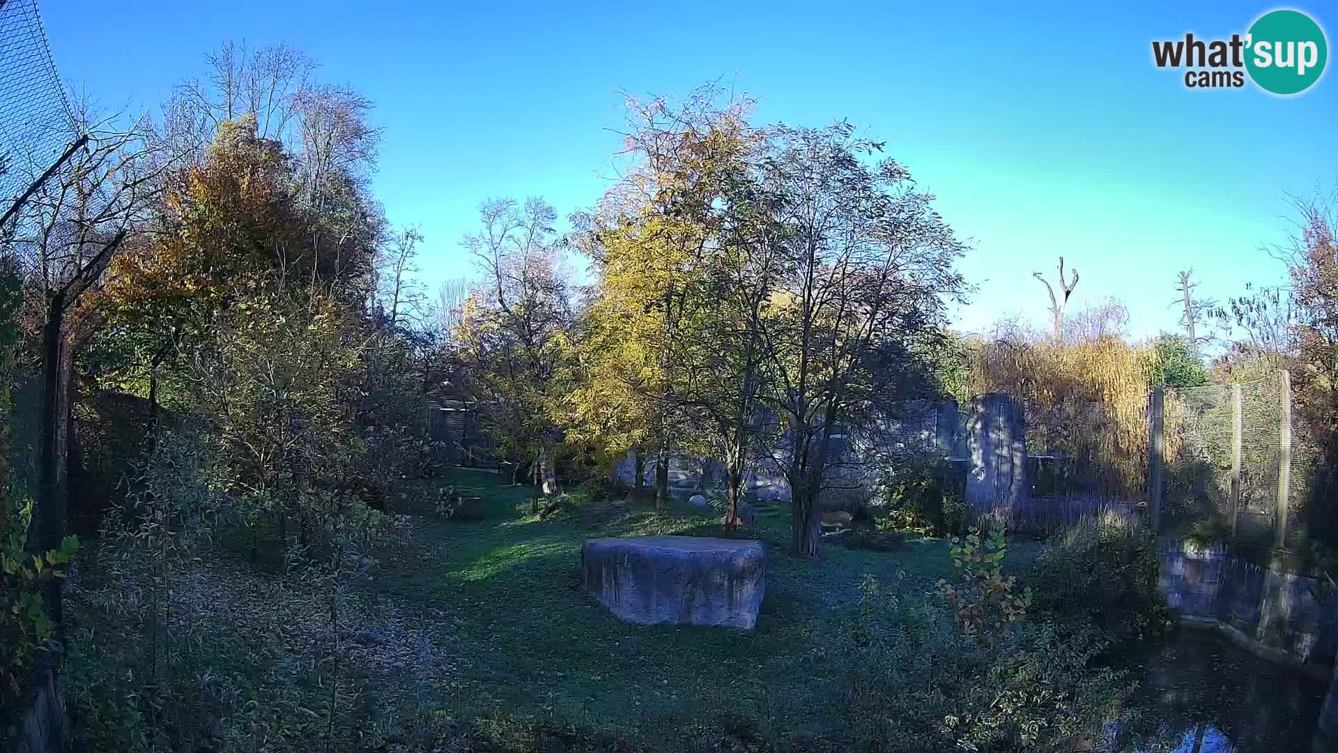 Zoo Zagreb – Lavovi