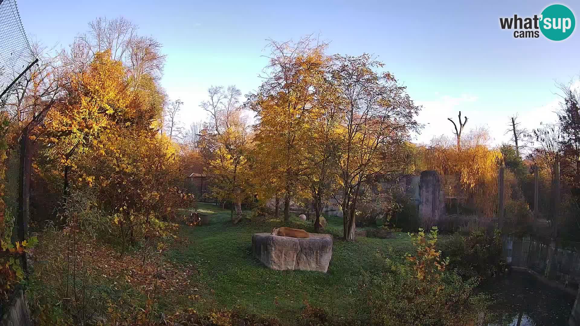 Zoo Zagreb – Lavovi