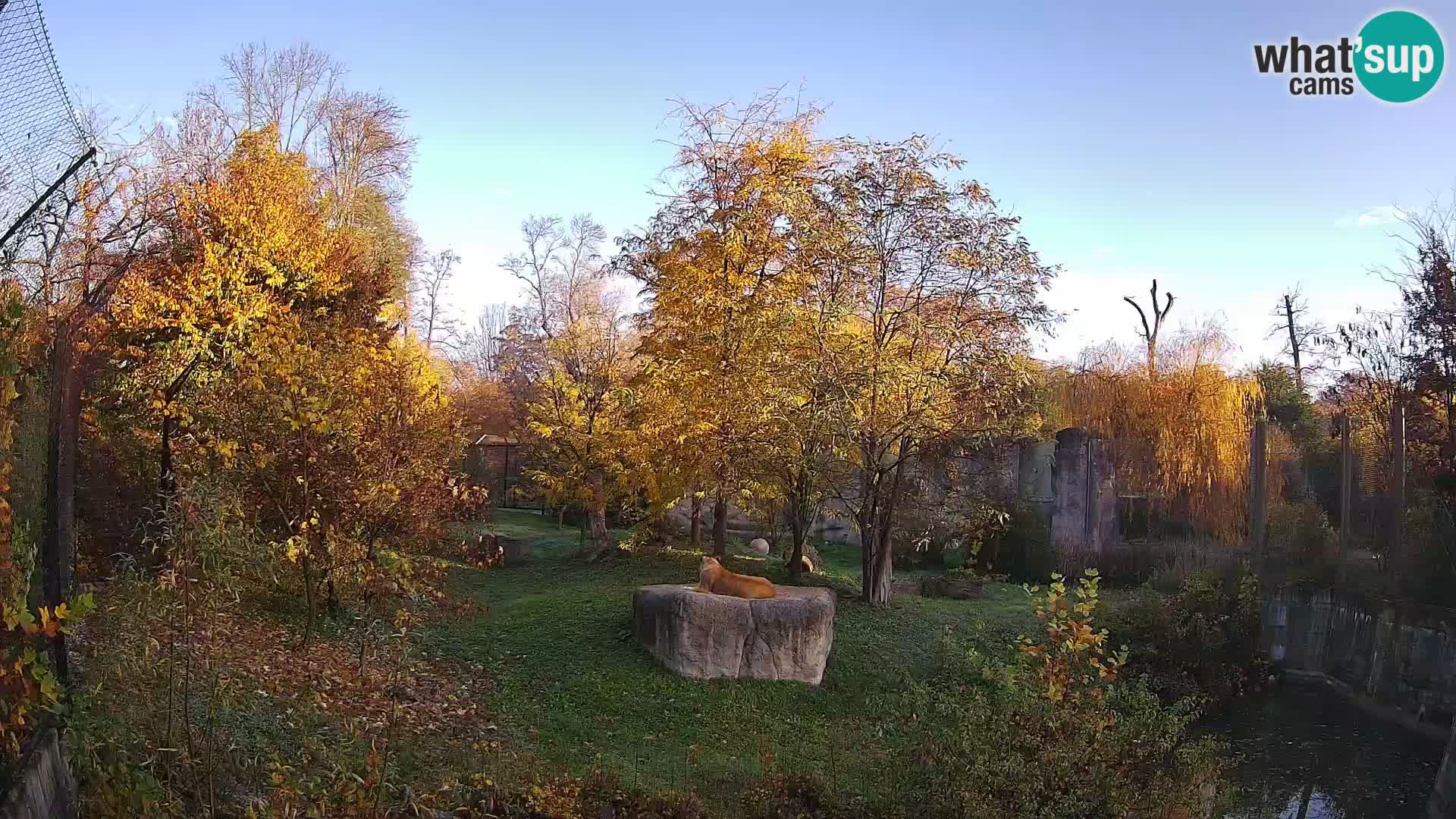 Zoo Zagreb – Lavovi