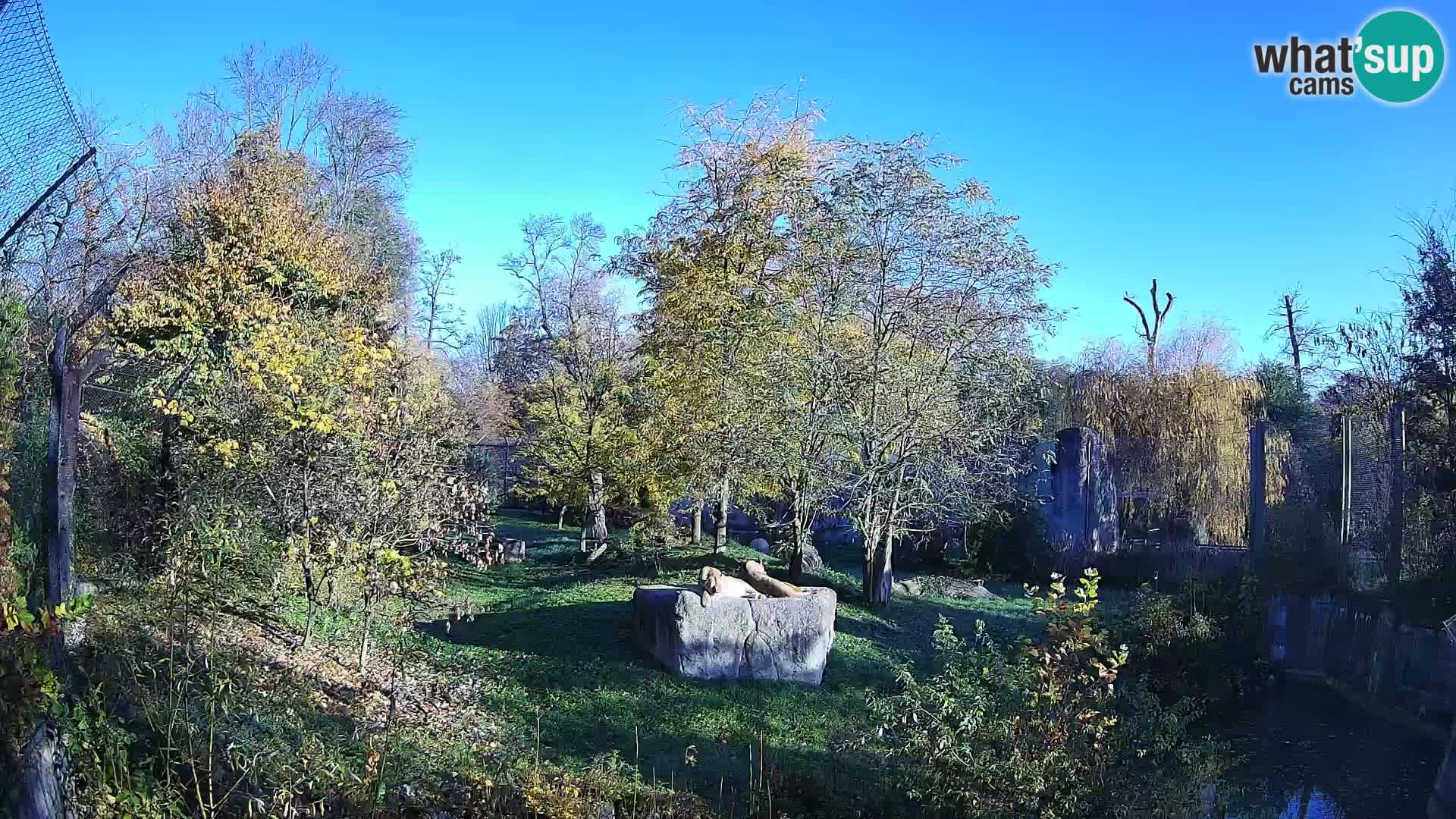 Zoo Zagreb – Lavovi