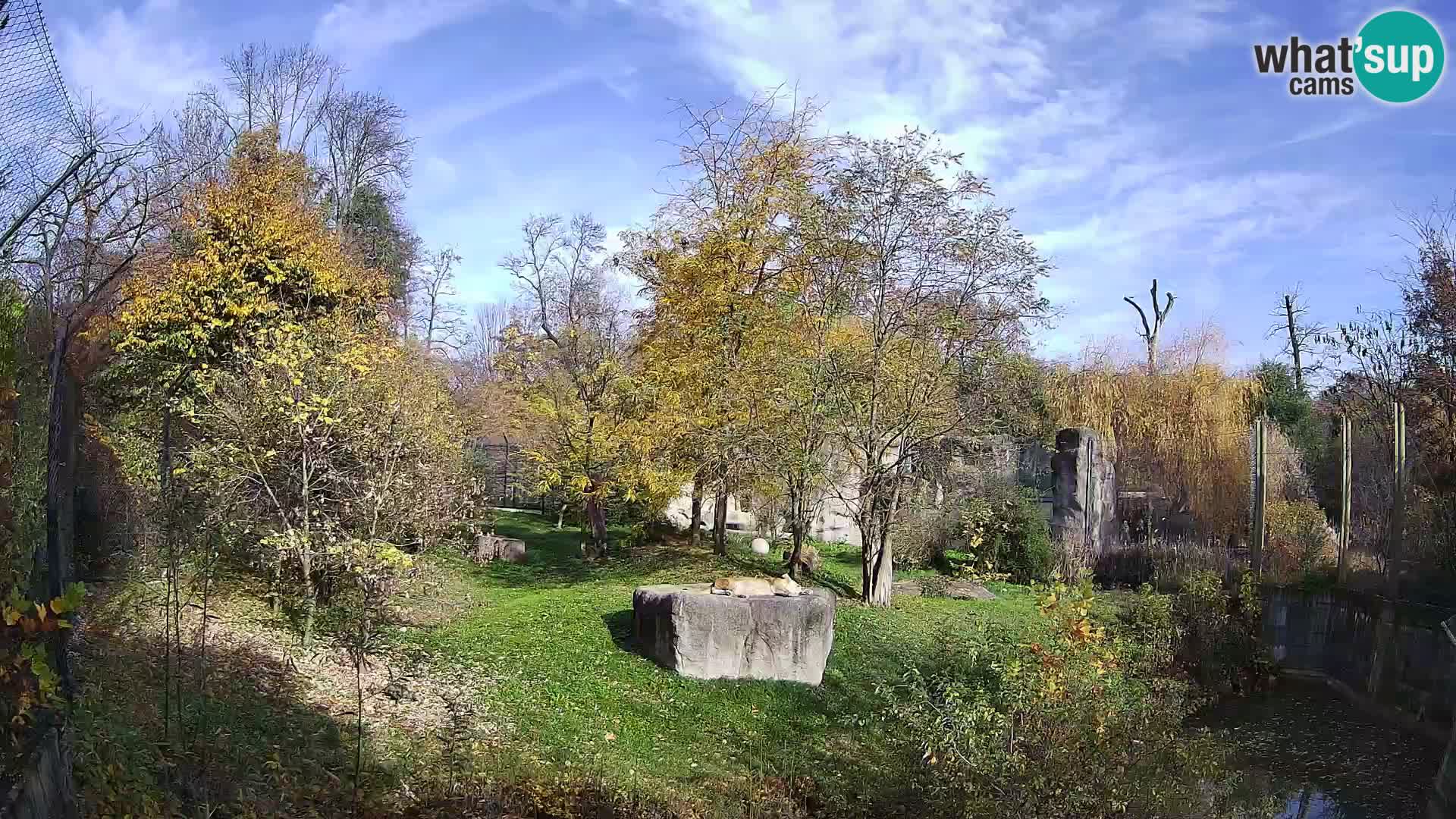 Zoo Zagreb – Lavovi