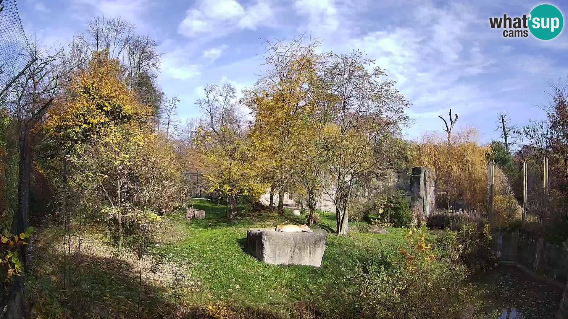 Zoo Zagreb – Löwen