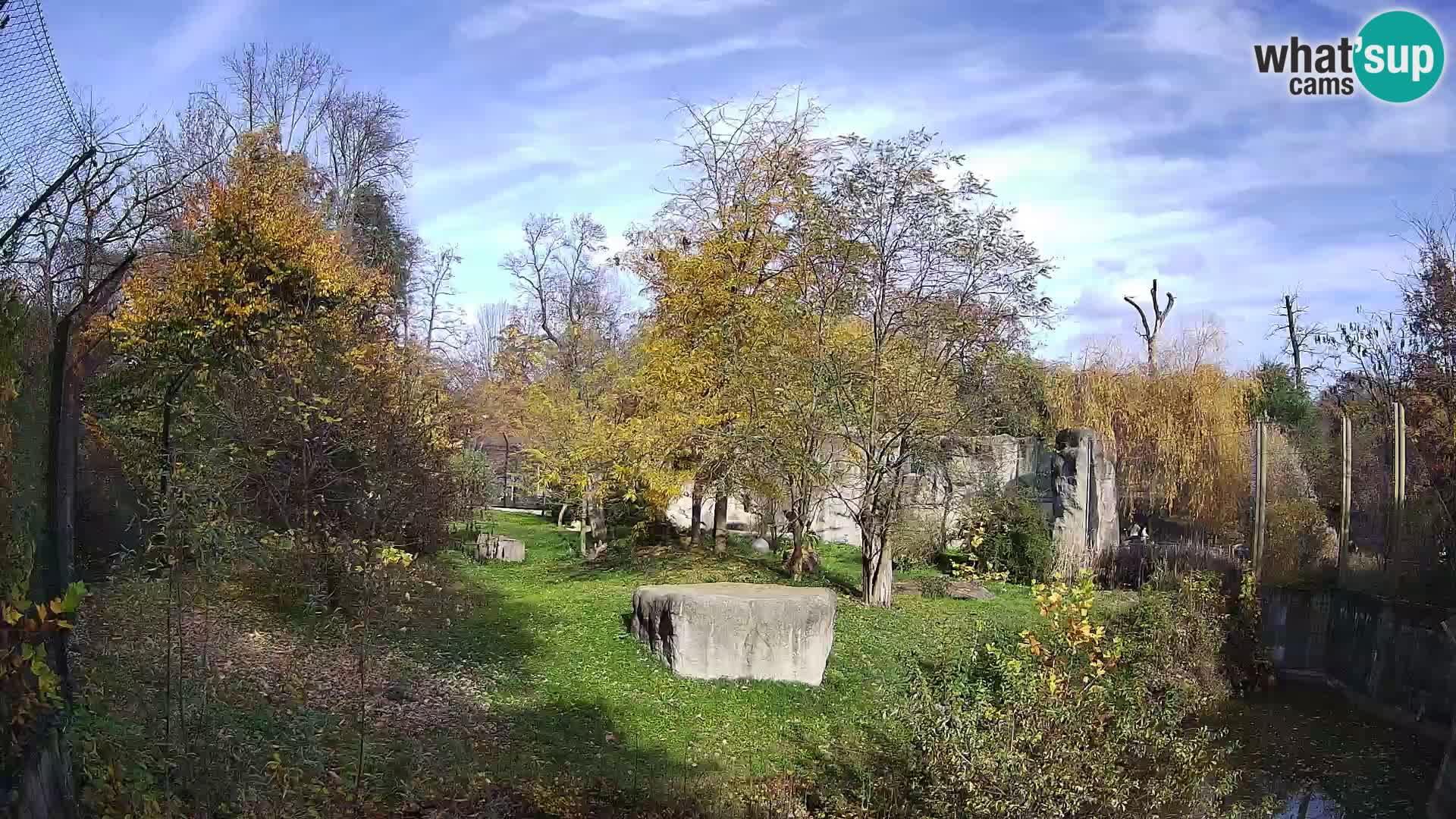 Zoo Zagreb – Leones