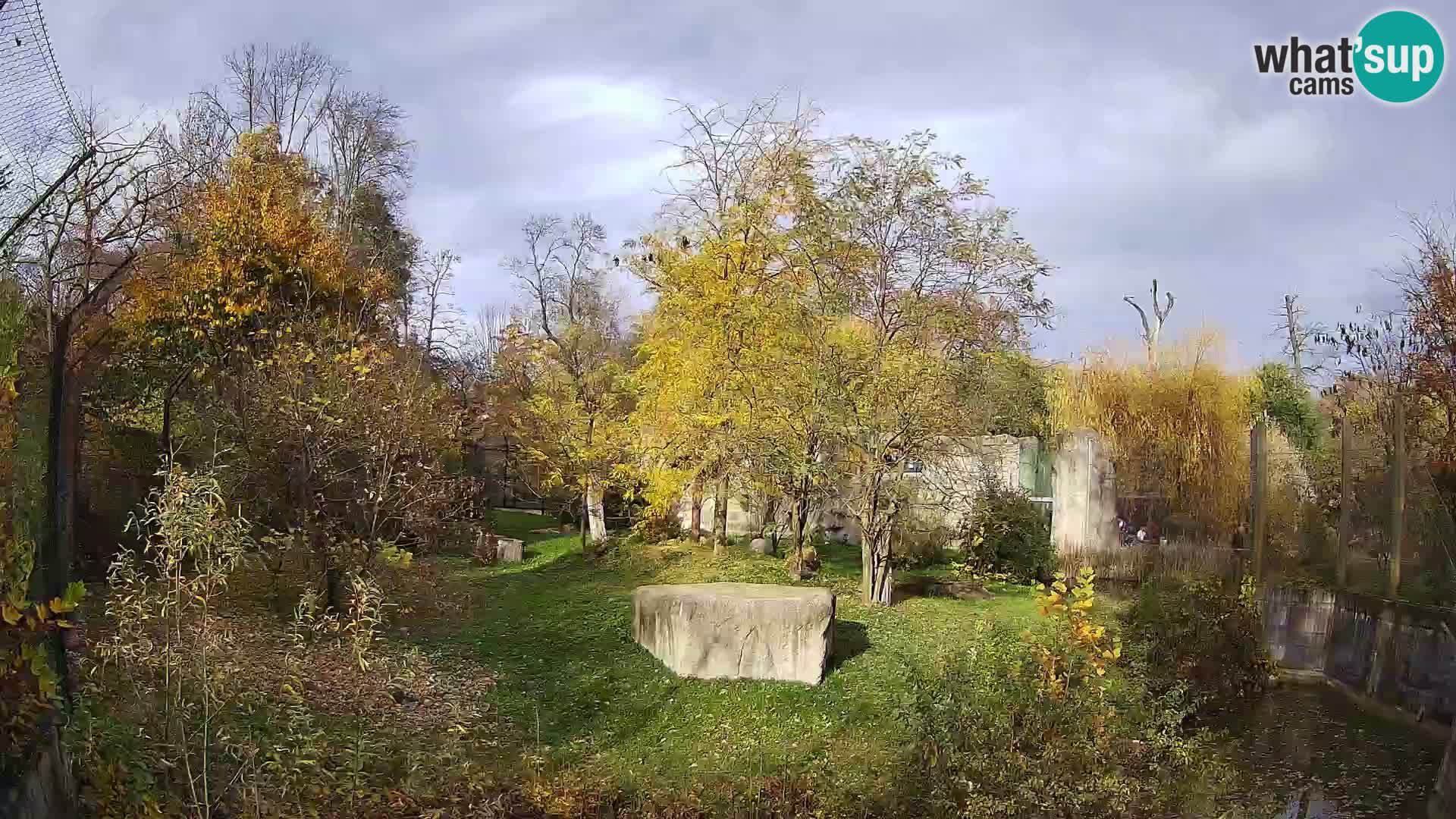 Zoo Zagreb – Lavovi