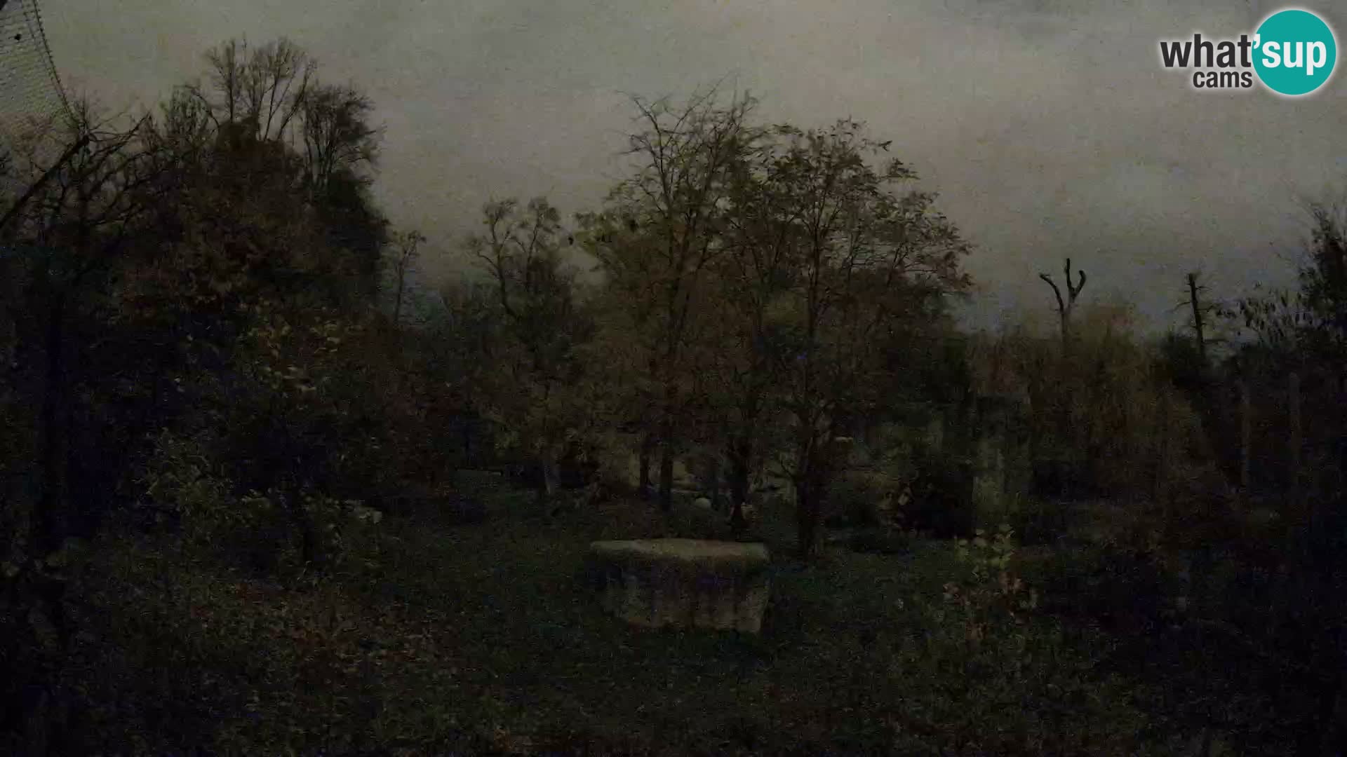 Spletna kamera Zoo Zagreb – Levi