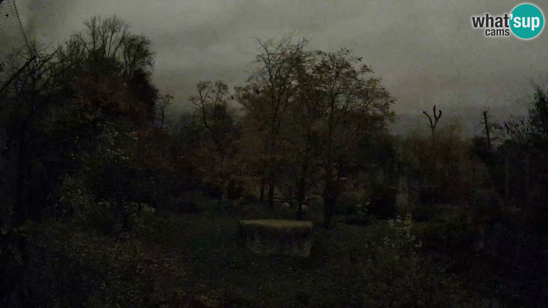 Zoo Zagreb – Lavovi