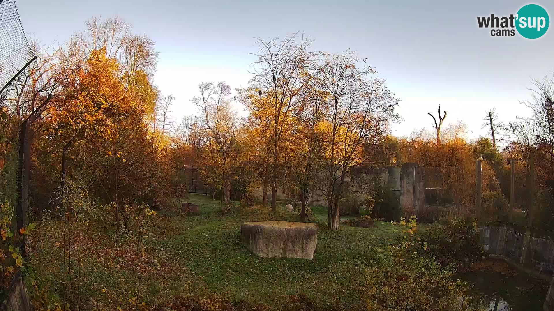 Spletna kamera Zoo Zagreb – Levi