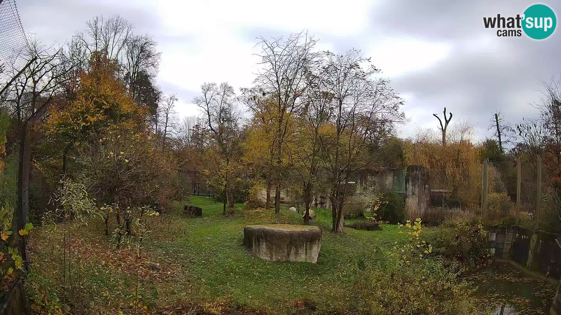 Zoo Zagreb – Lavovi