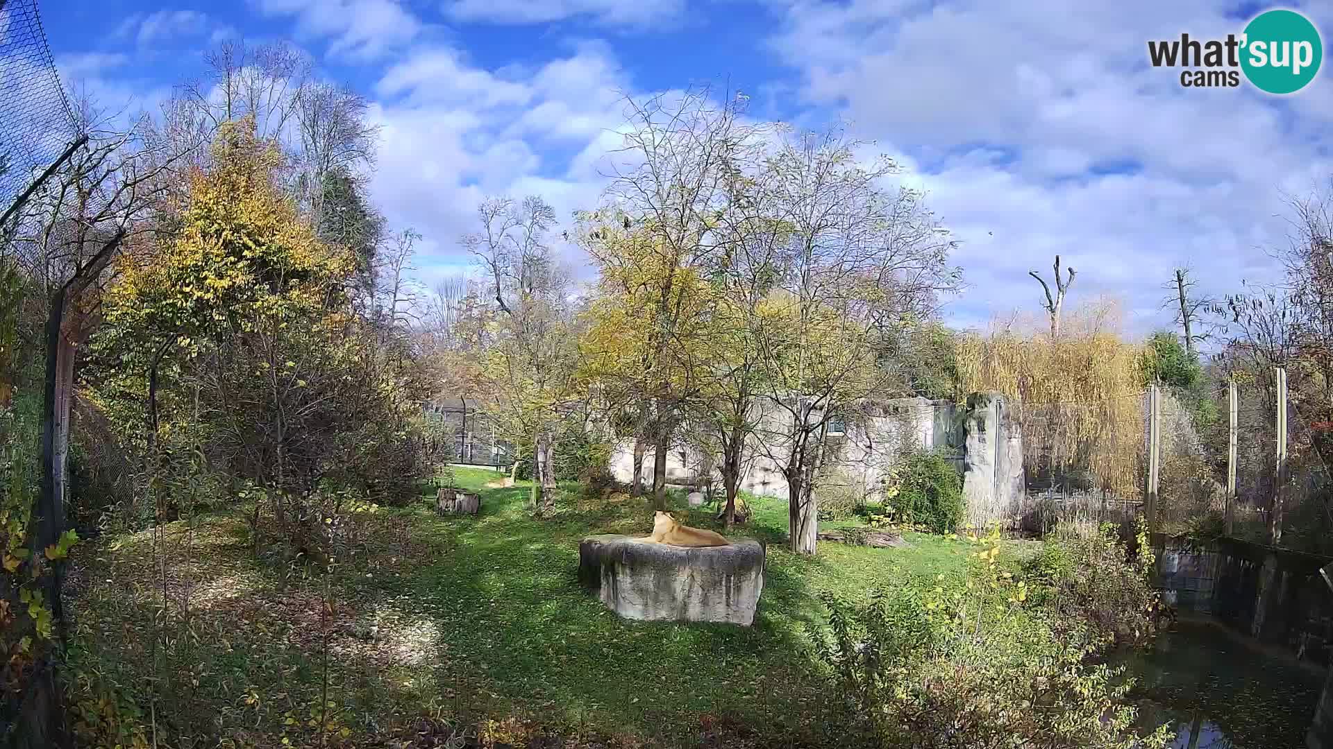 Zoo Zagreb – Löwen