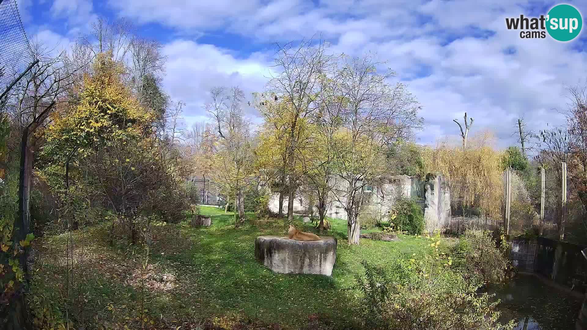 Zoo Zagreb – Lion