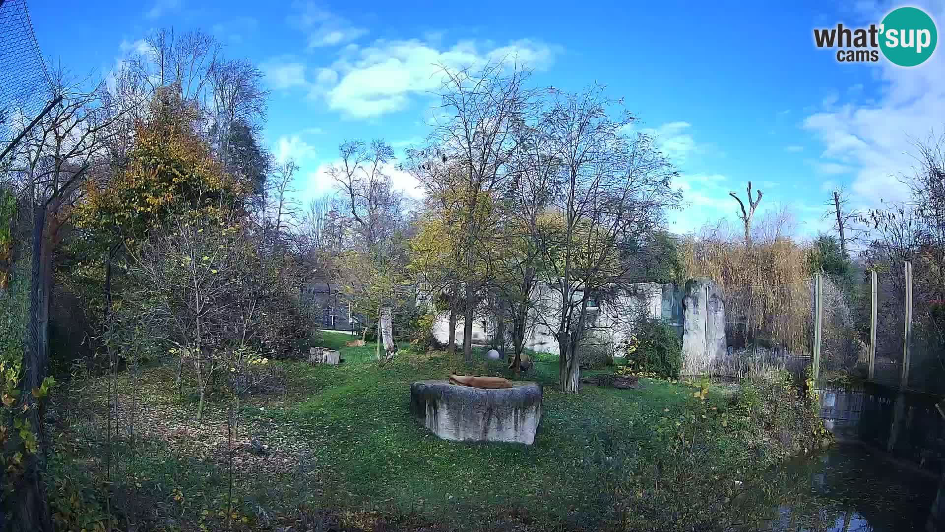 Zoo Zagreb – Lavovi