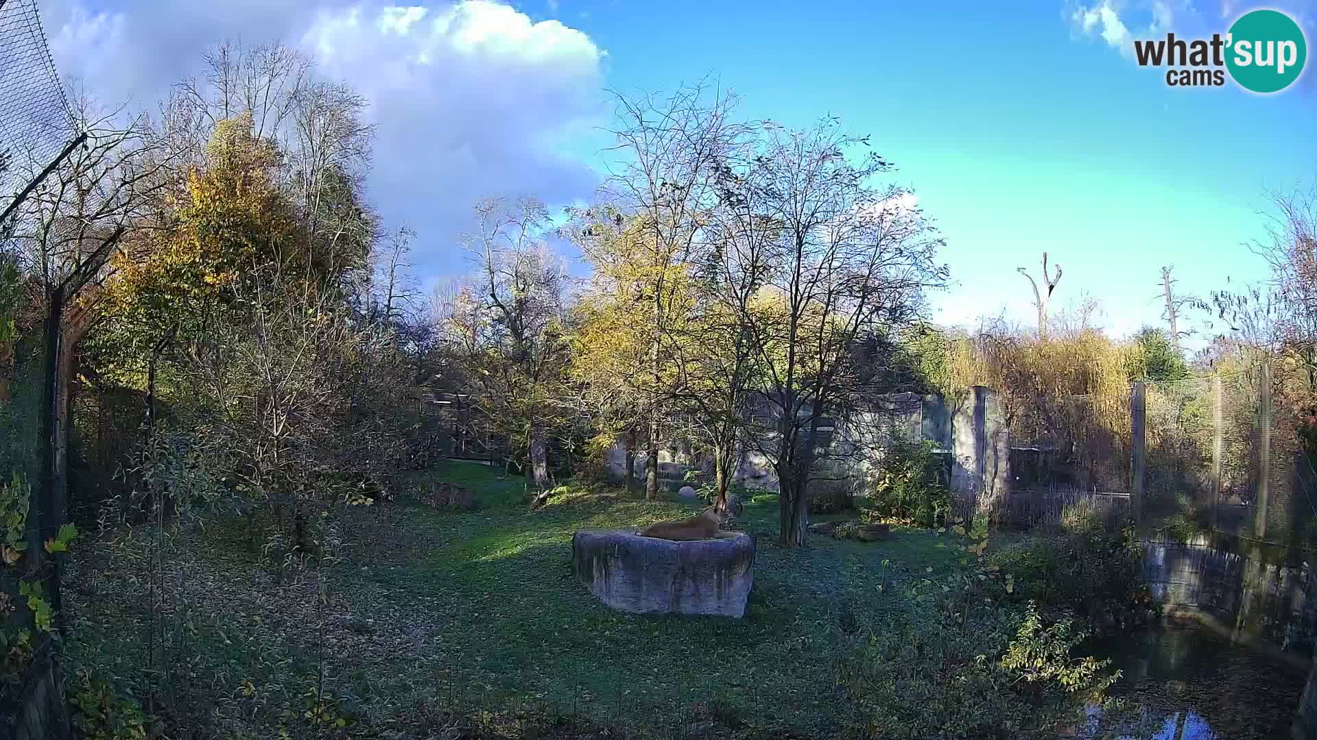 Zoo Zagreb – Leoni