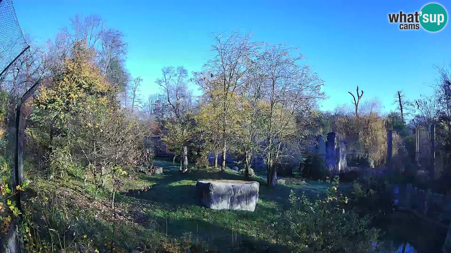 Zoo Zagreb – Löwen