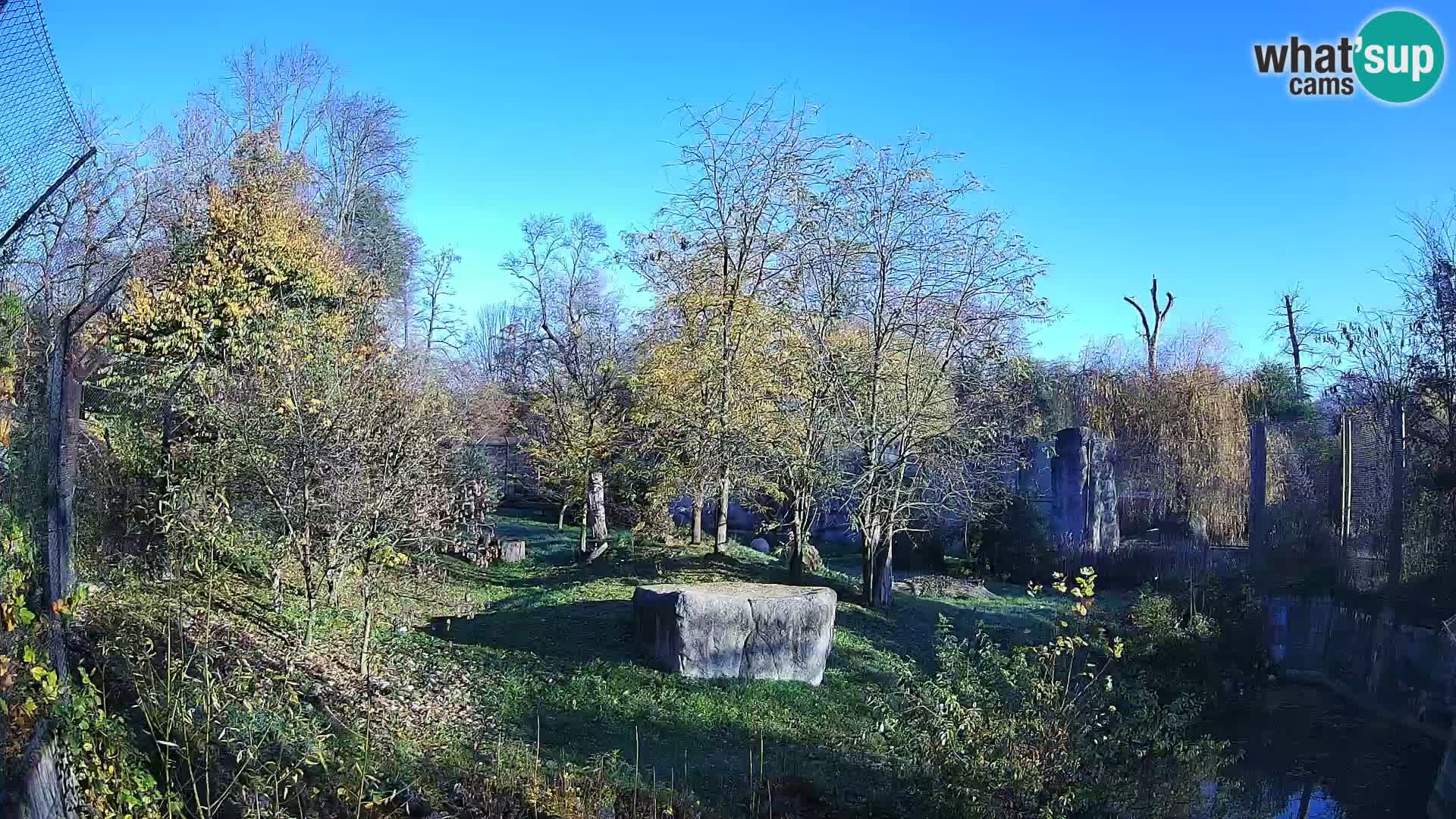 Zoo Zagreb – Löwen
