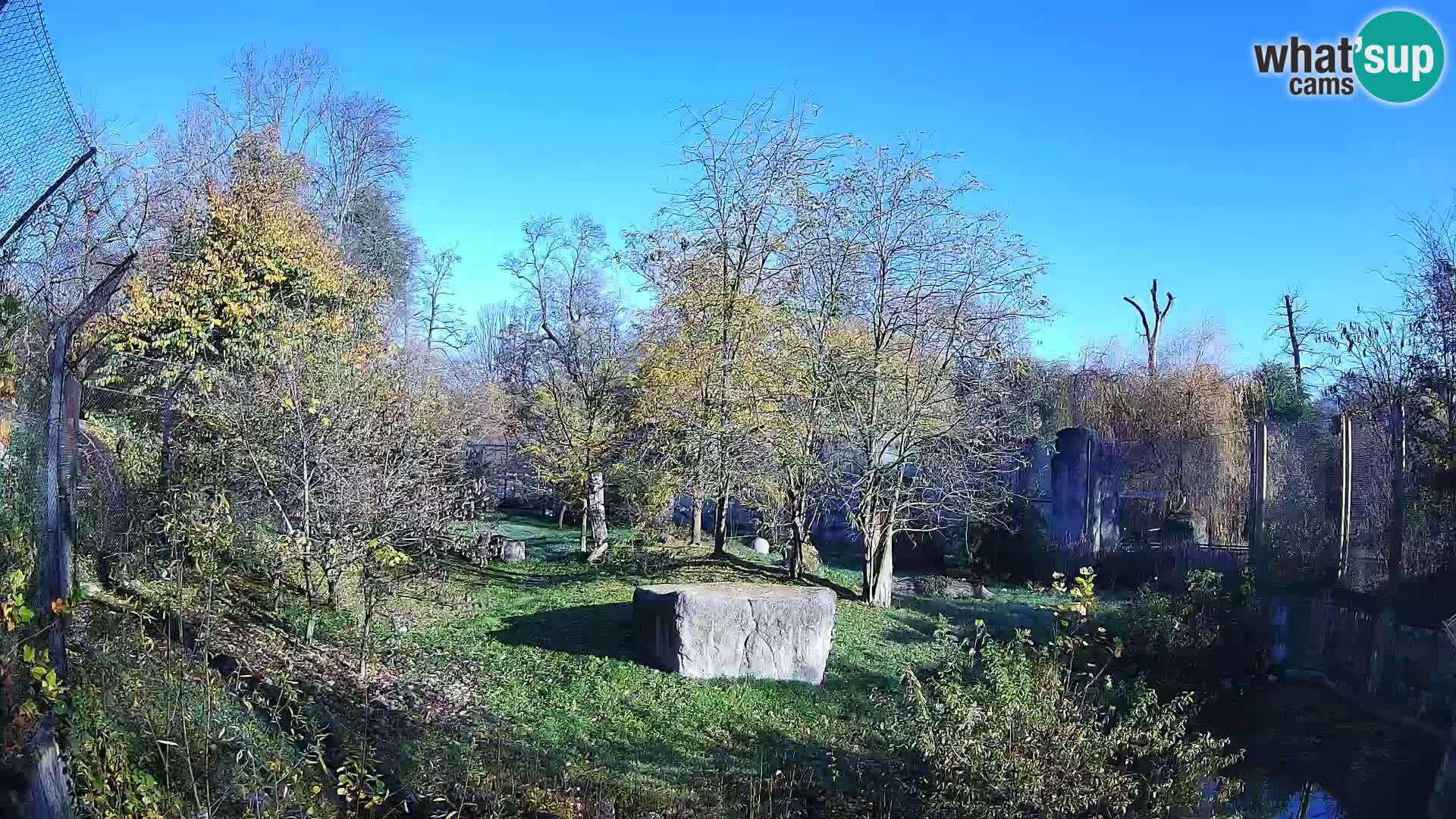 Zoo Zagreb – Leones