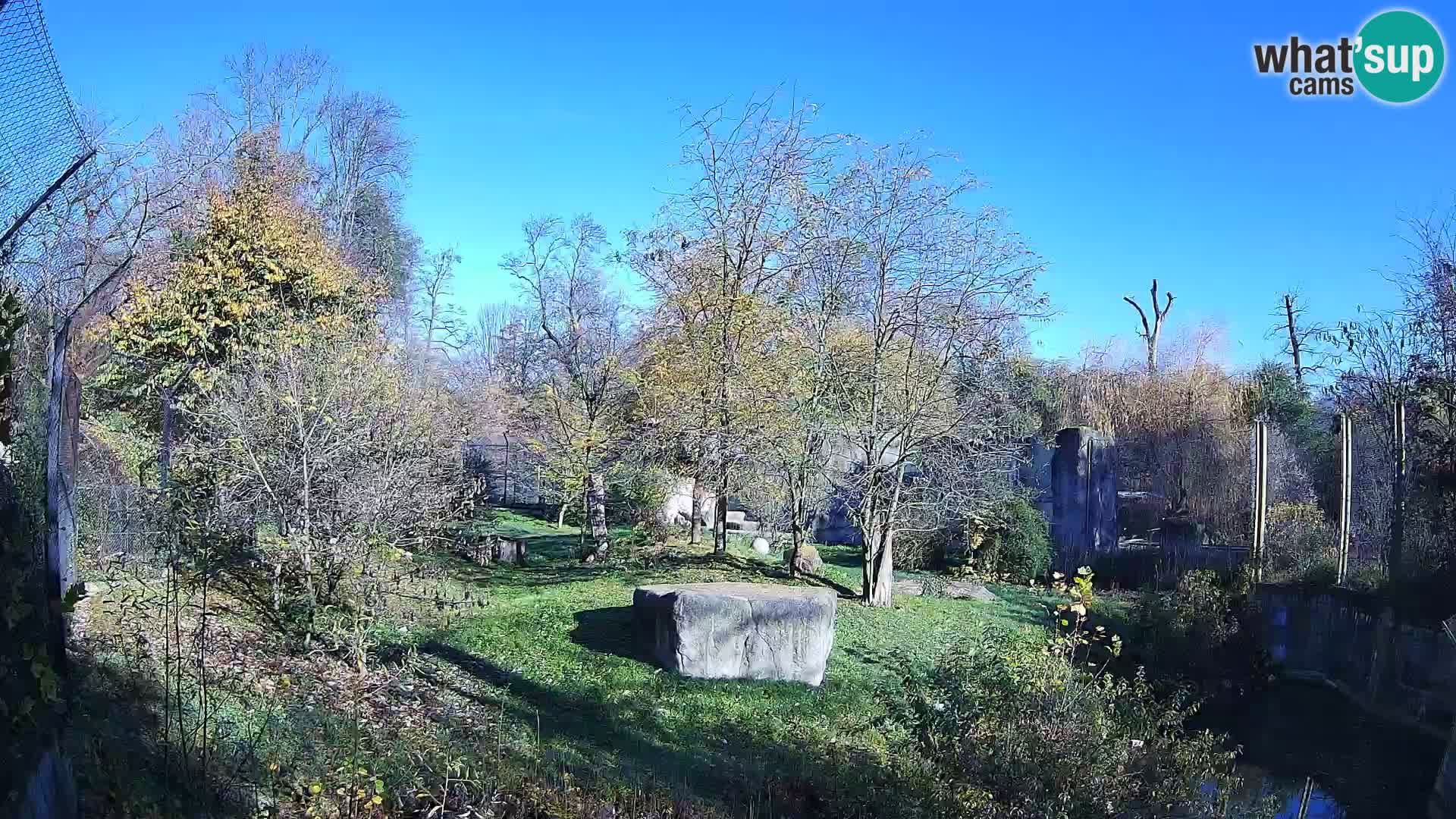 Zoo Zagreb – Löwen