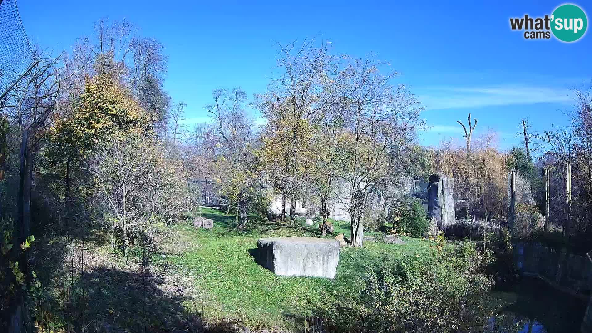 Zoo Zagreb – Lavovi