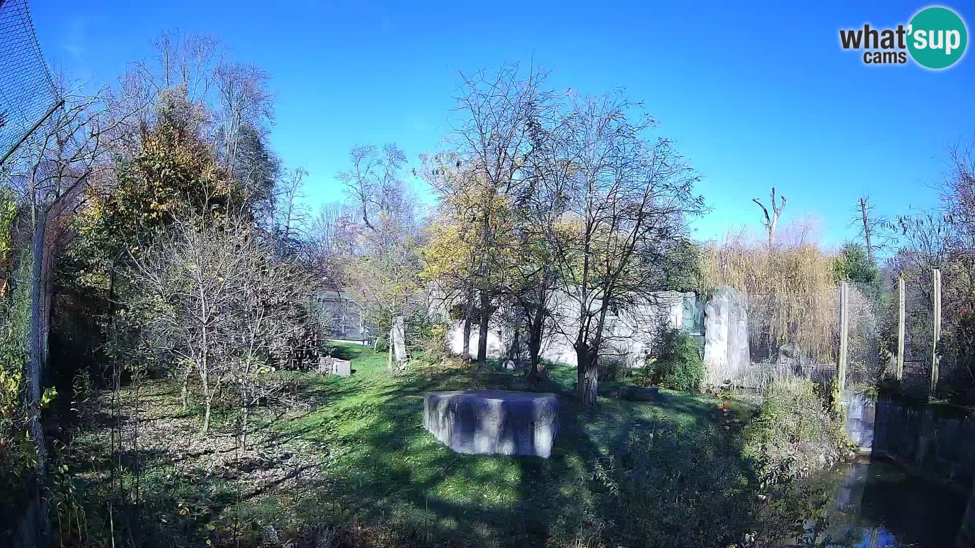 Zoo Zagreb – Lavovi