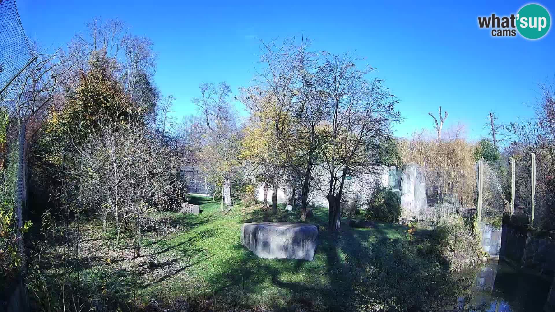 Zoo Zagreb – Löwen