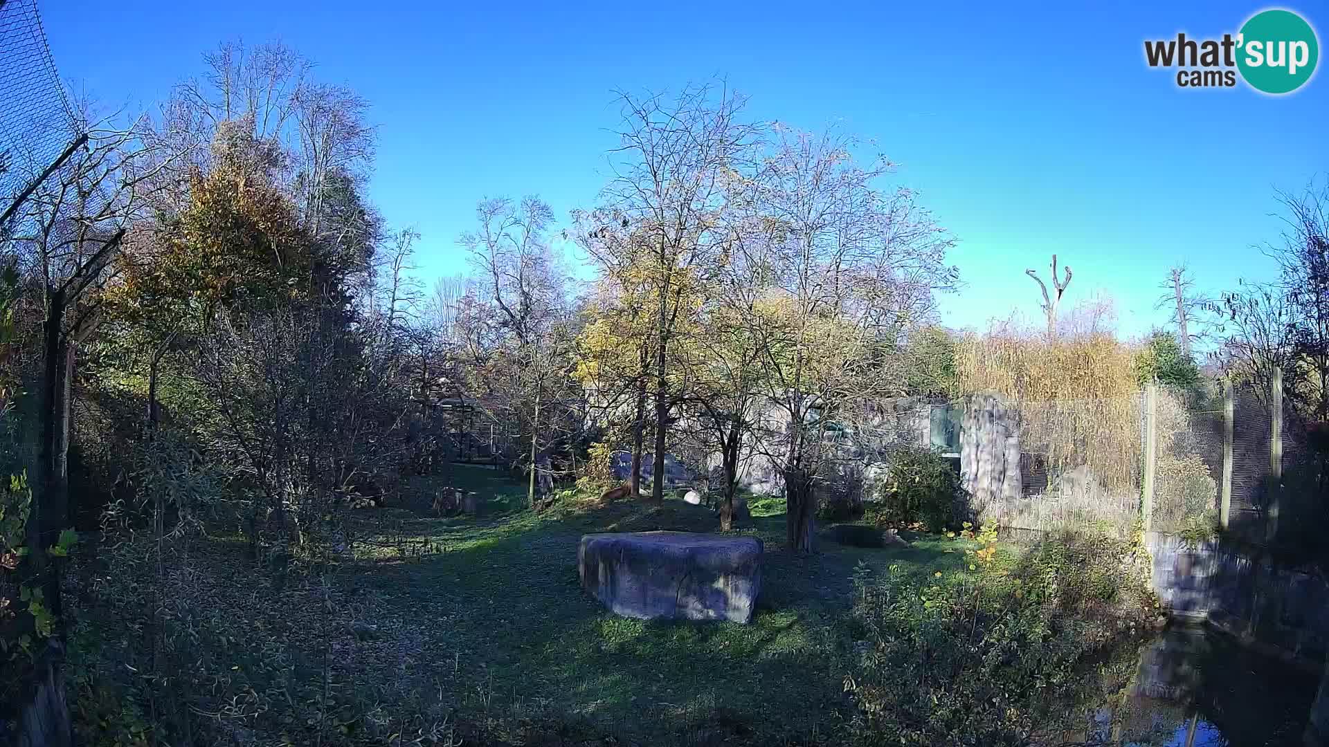 Zoo Zagreb – Löwen