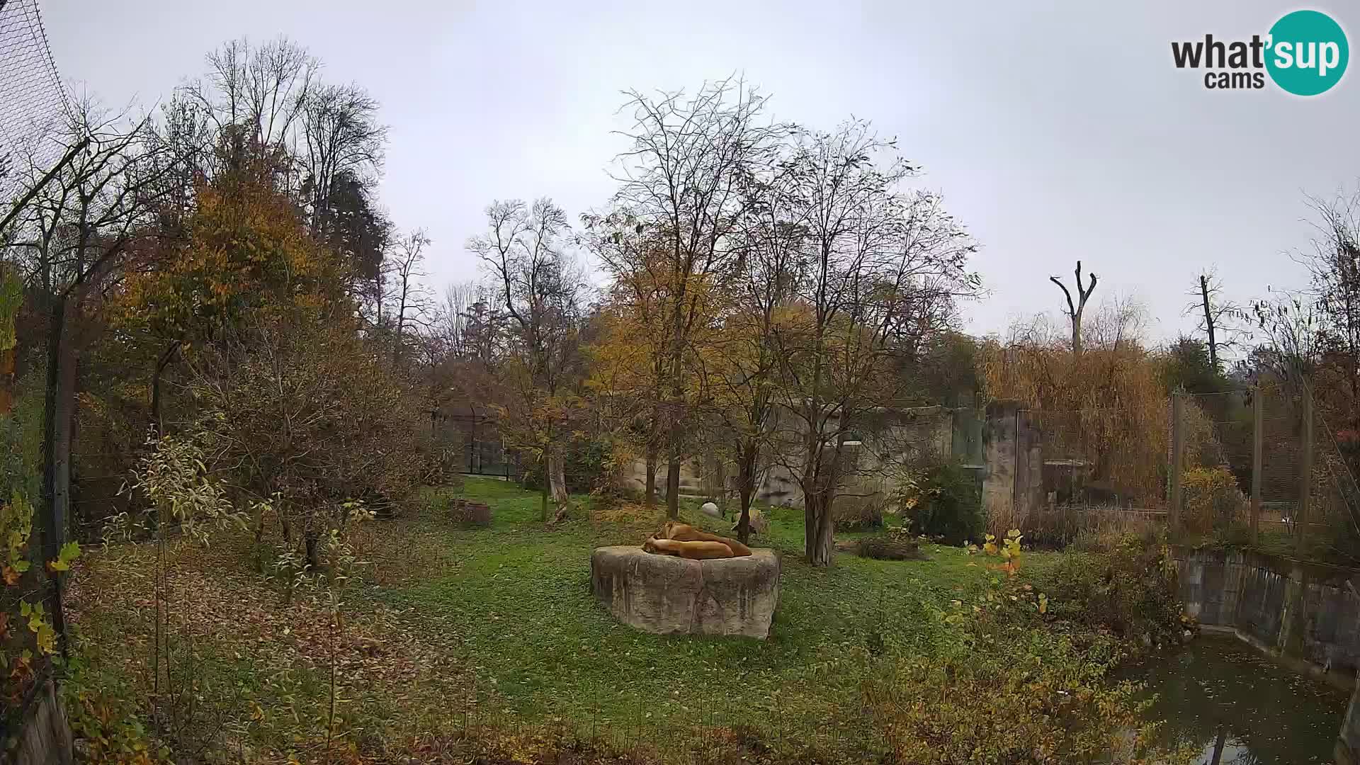 Zoo Zagreb – Leoni