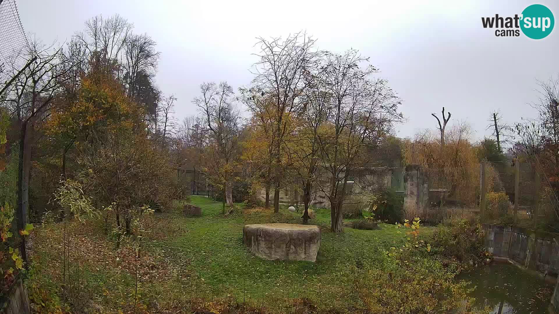 Spletna kamera Zoo Zagreb – Levi