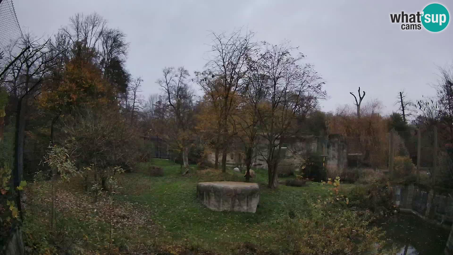 Spletna kamera Zoo Zagreb – Levi