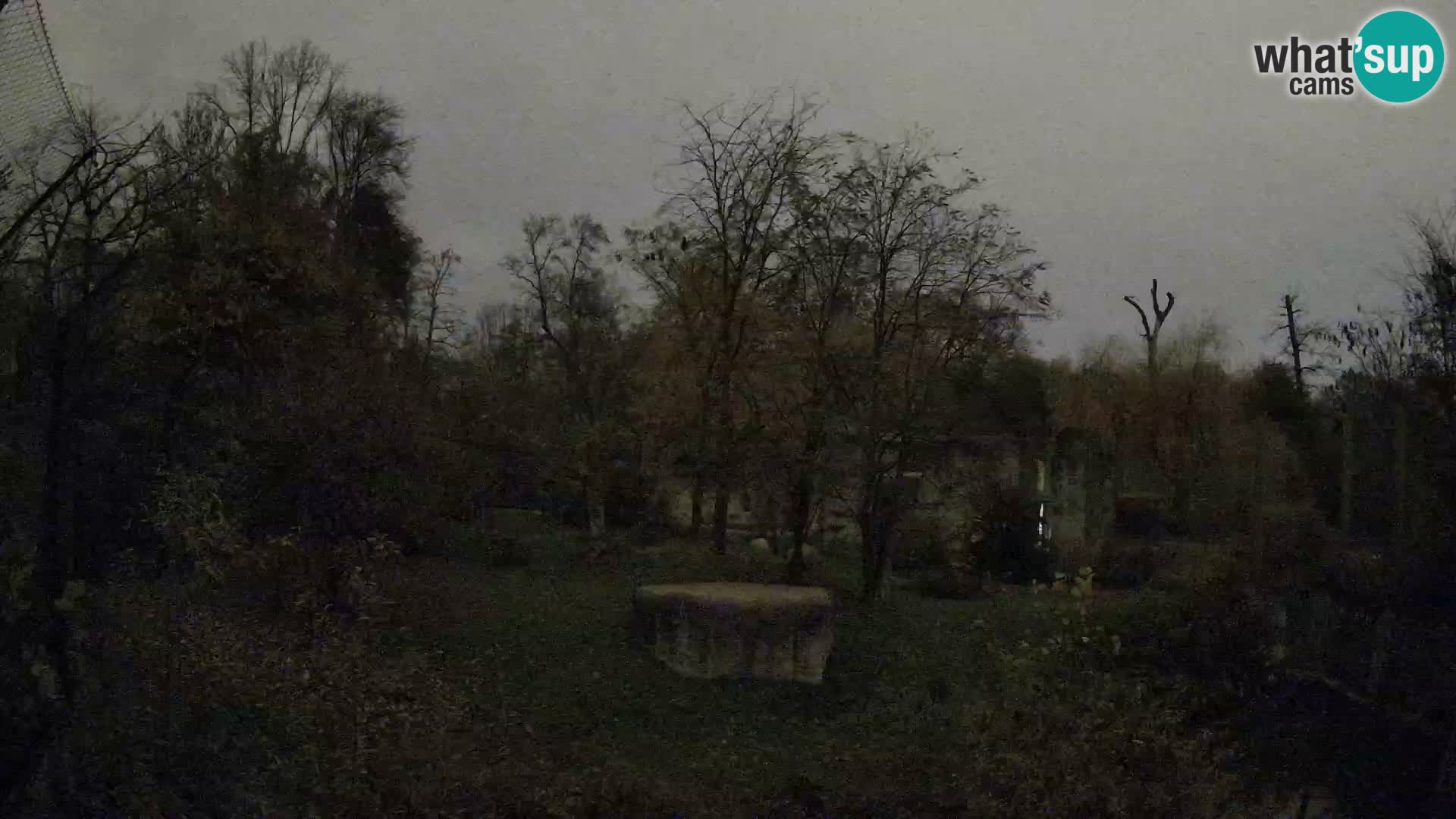 Spletna kamera Zoo Zagreb – Levi