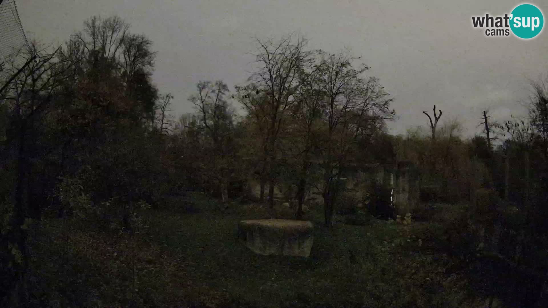 Zoo Zagreb – Leones