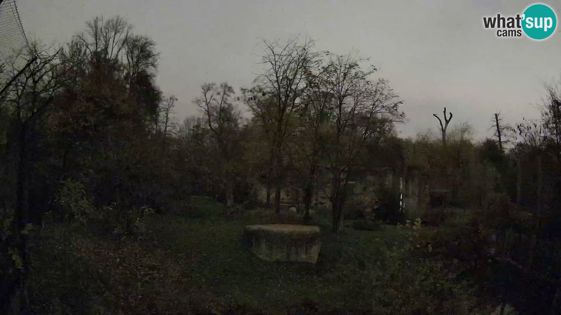 Zoo Zagreb – Löwen