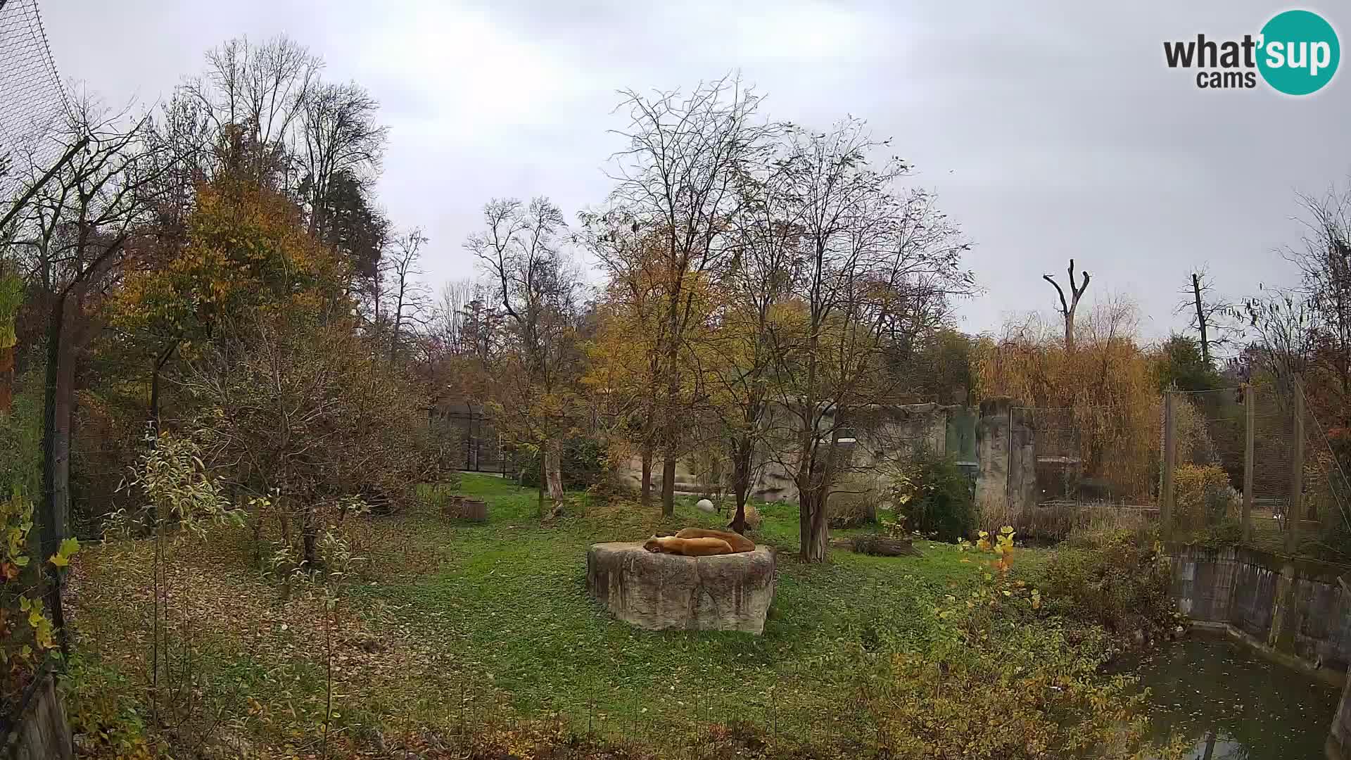 Zoo Zagreb – Löwen